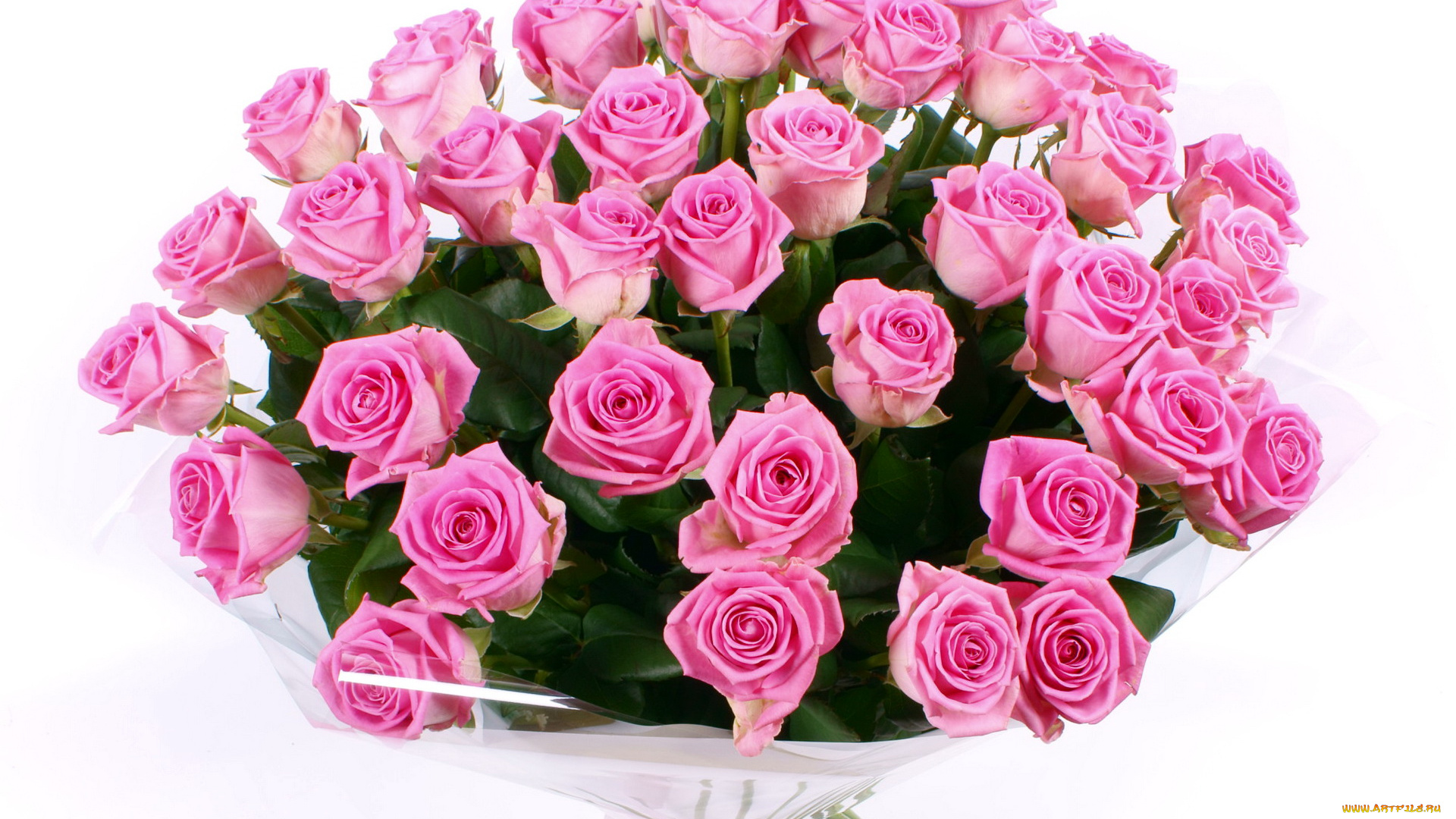 цветы, розы, розовые, много