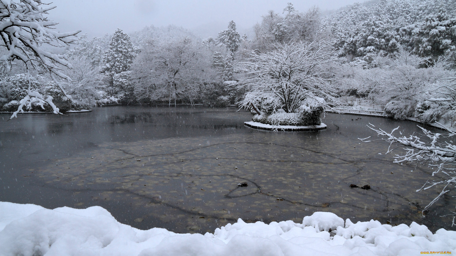 природа, зима, пруд, деревья, иней