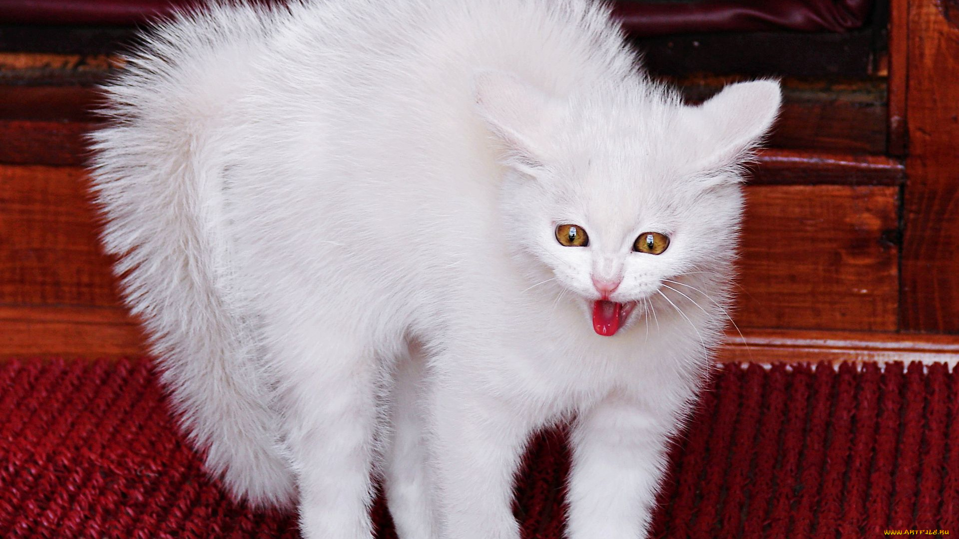 животные, коты, белый, кот