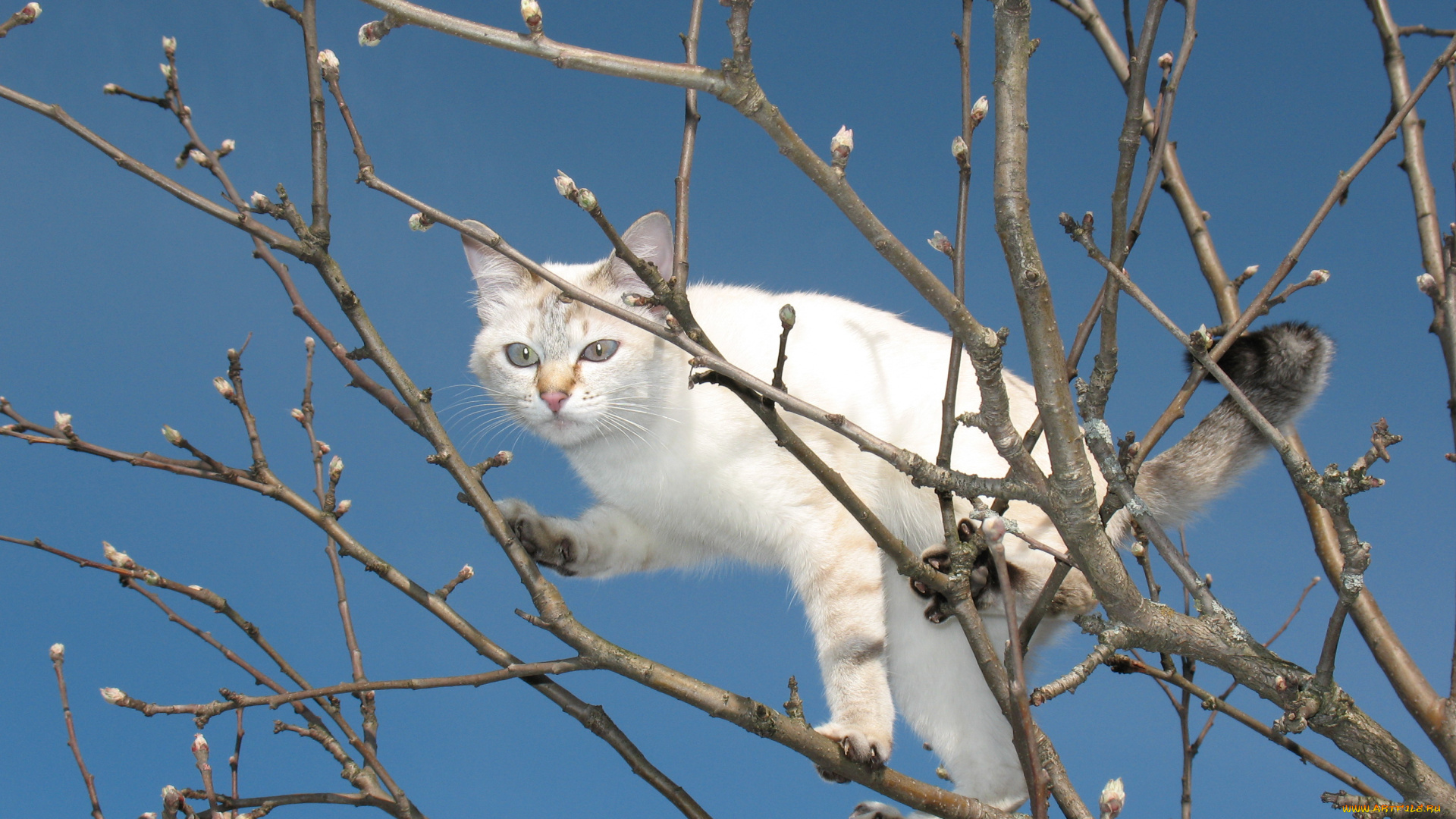 животные, коты, дерево, котэ