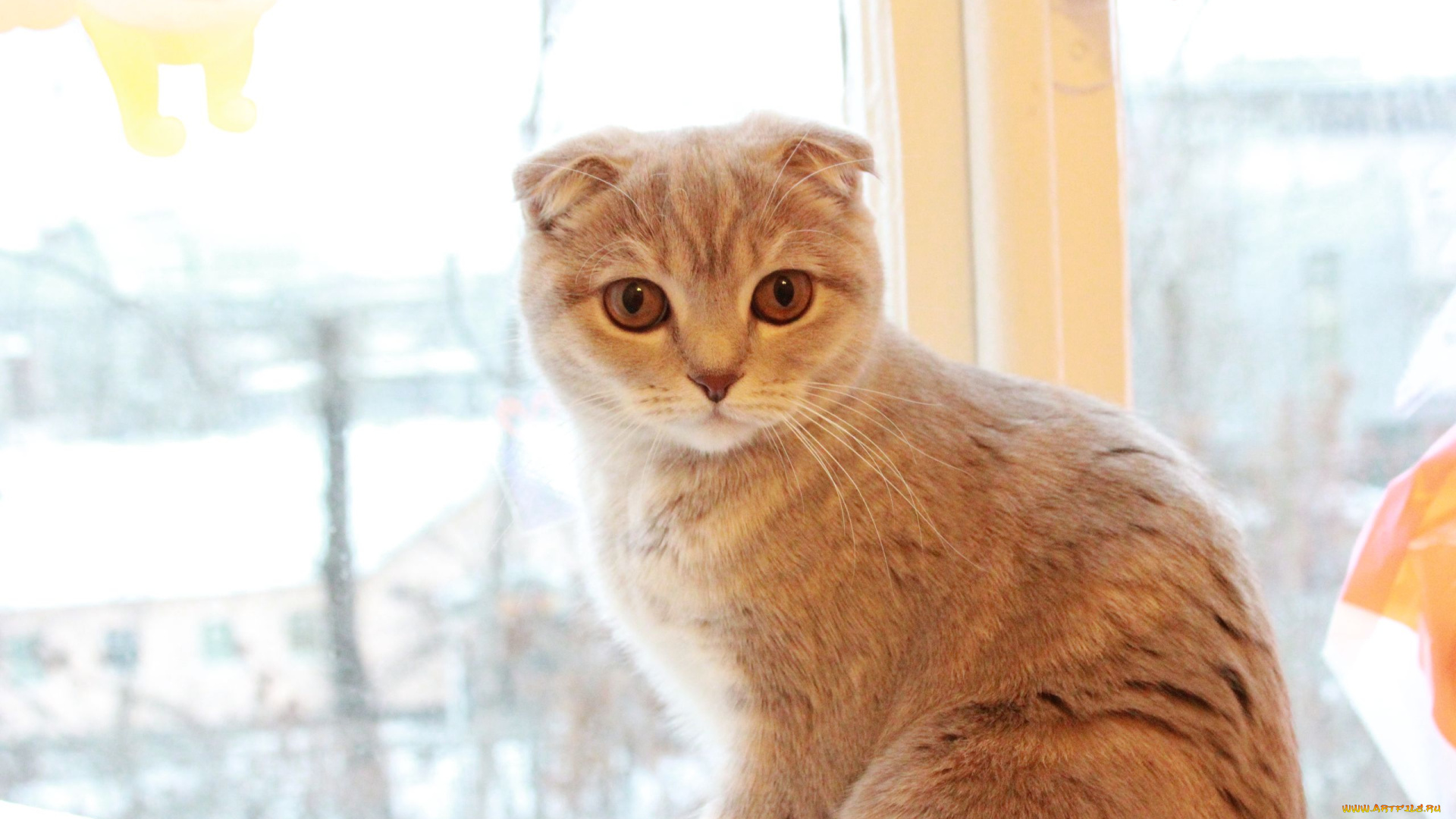 животные, коты, окно