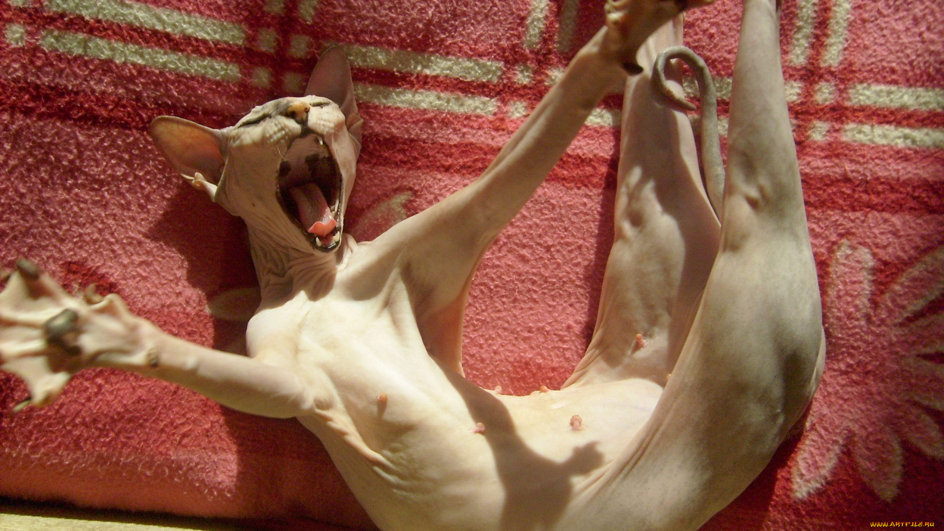 животные, коты, сфинкс