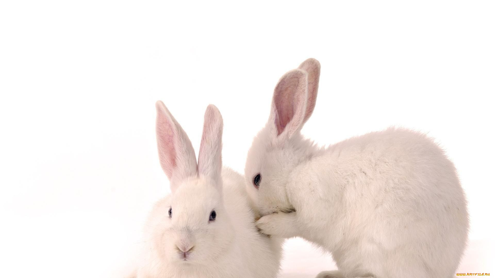животные, кролики, зайцы