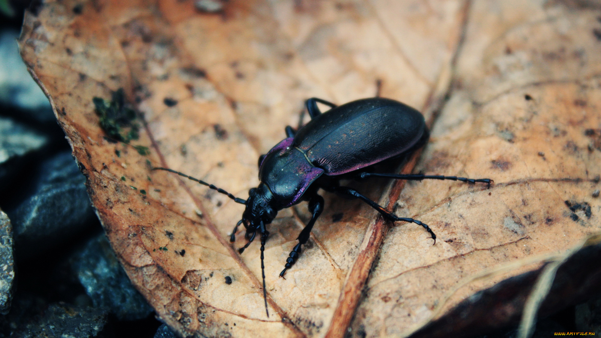 животные, насекомые, листья