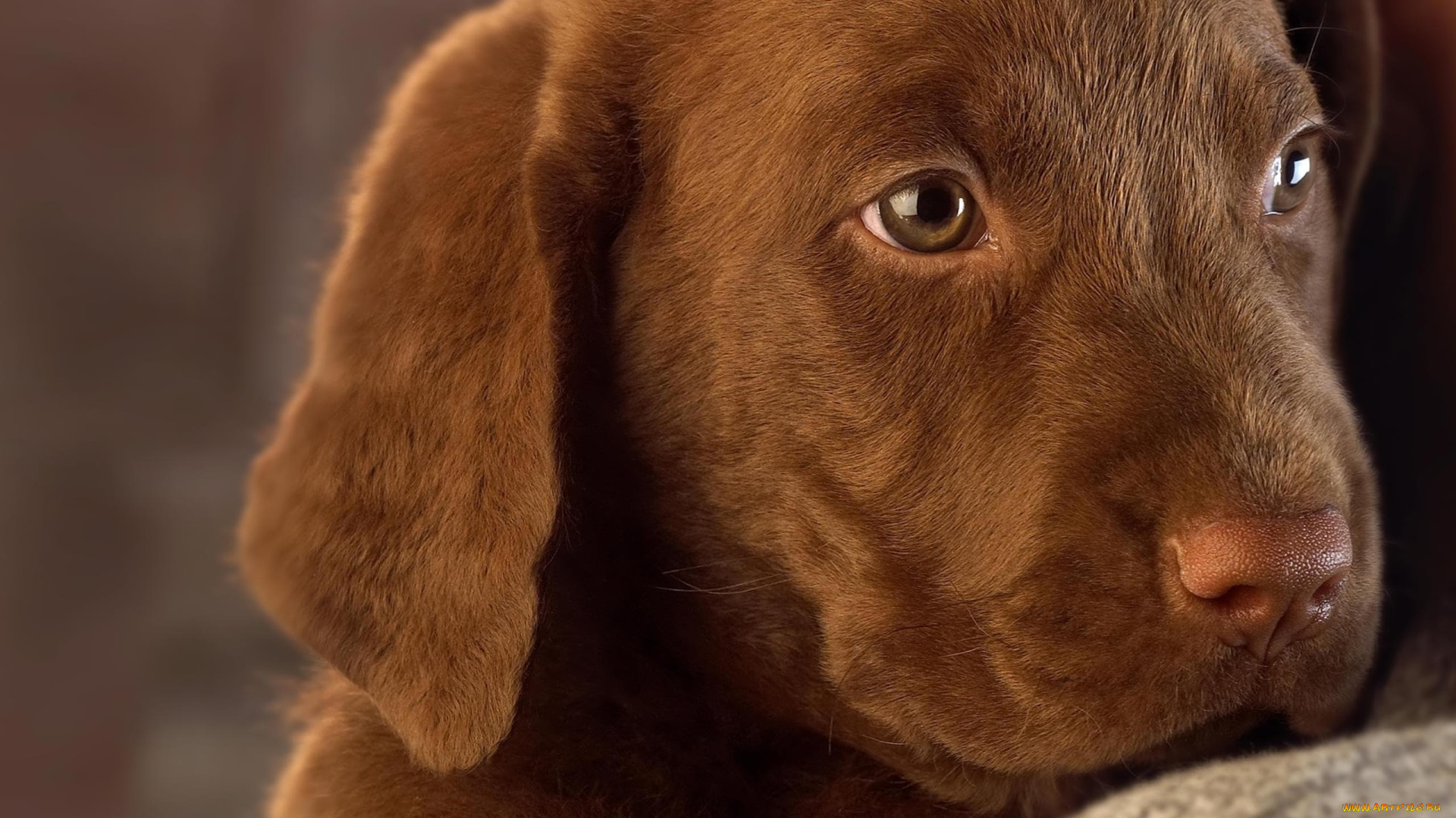 животные, собаки, лабрадор, шоколадный, собака, щенок