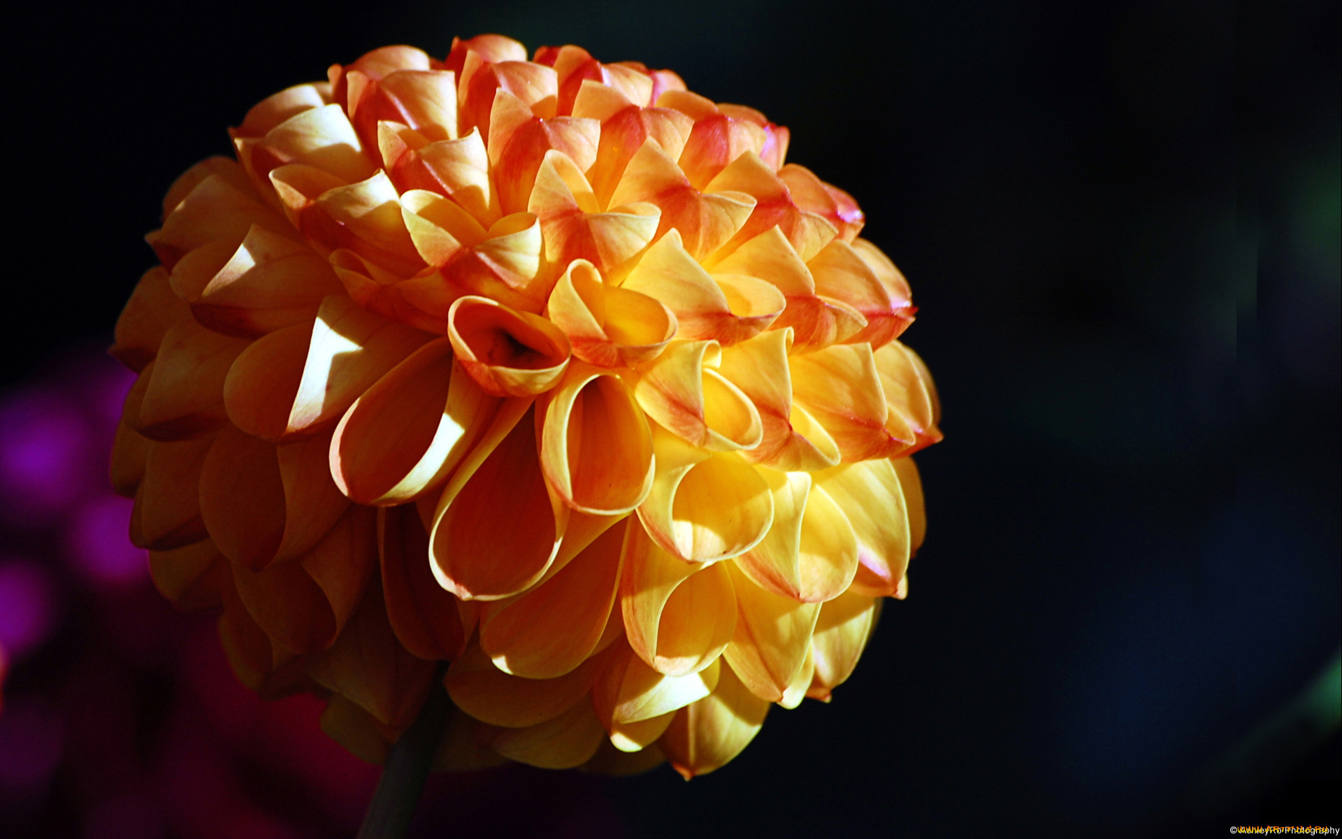 цветы, георгины, фон, тёмный