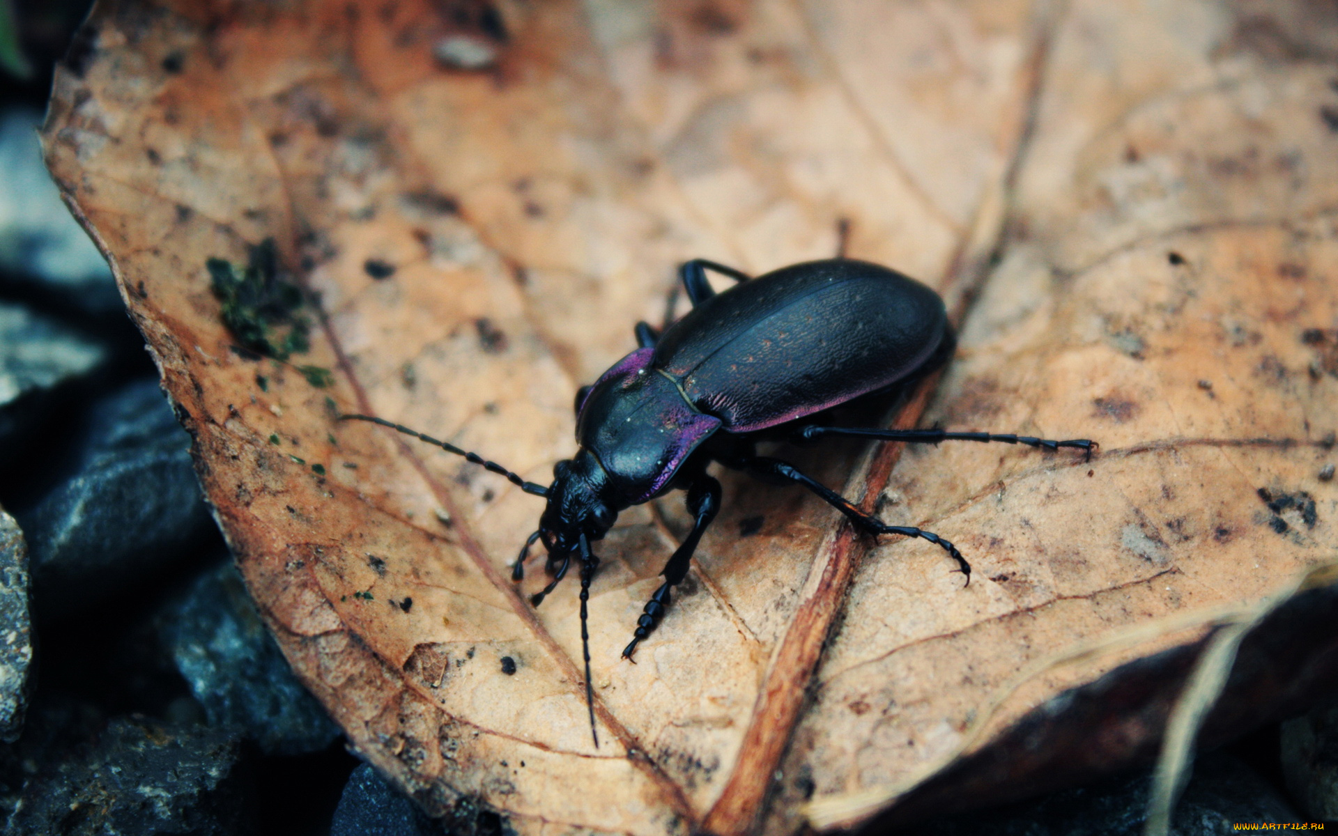 животные, насекомые, листья