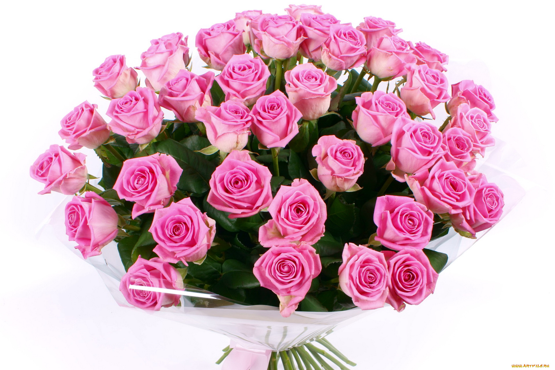 цветы, розы, розовые, много