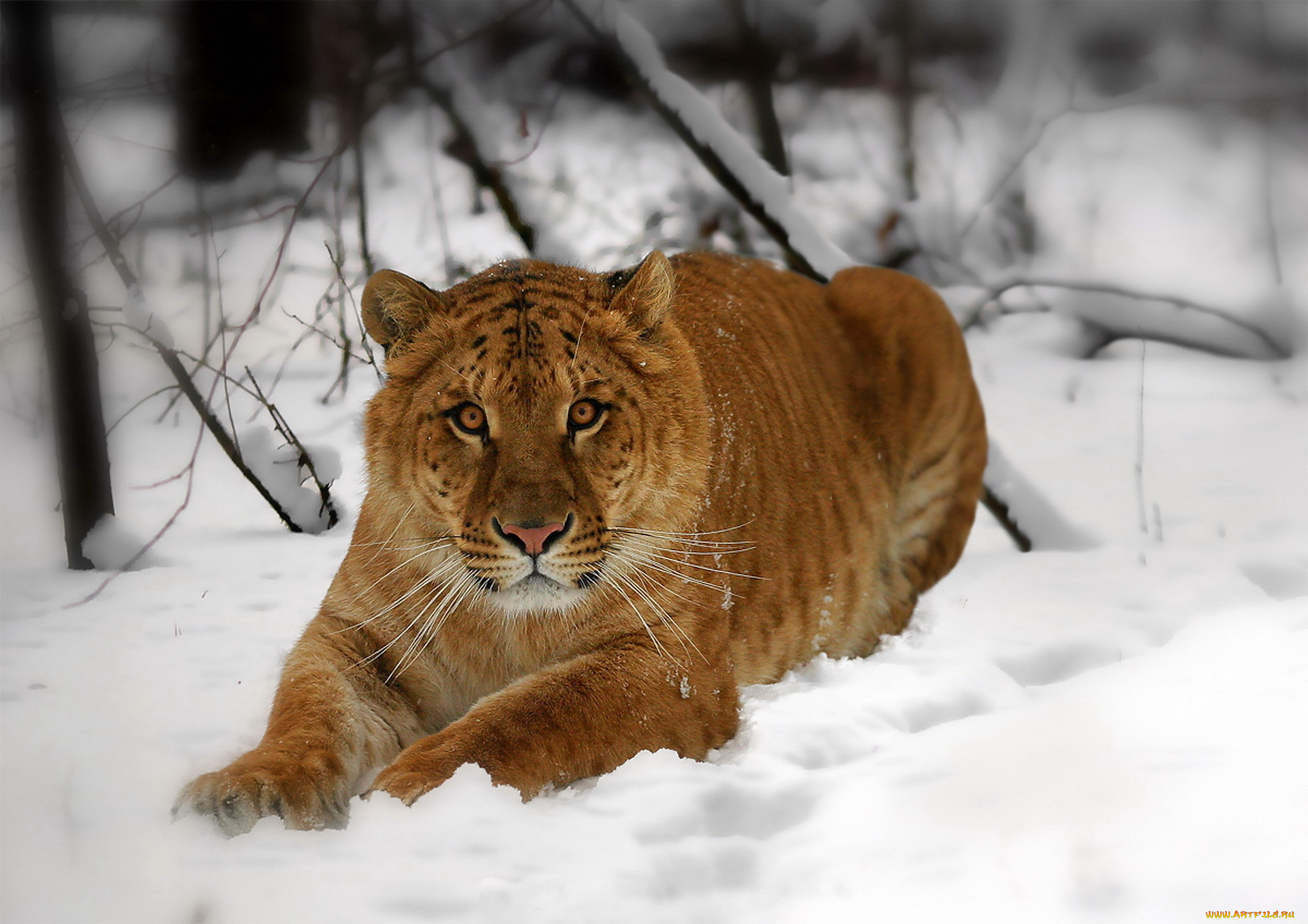 животные, тигры, лигр