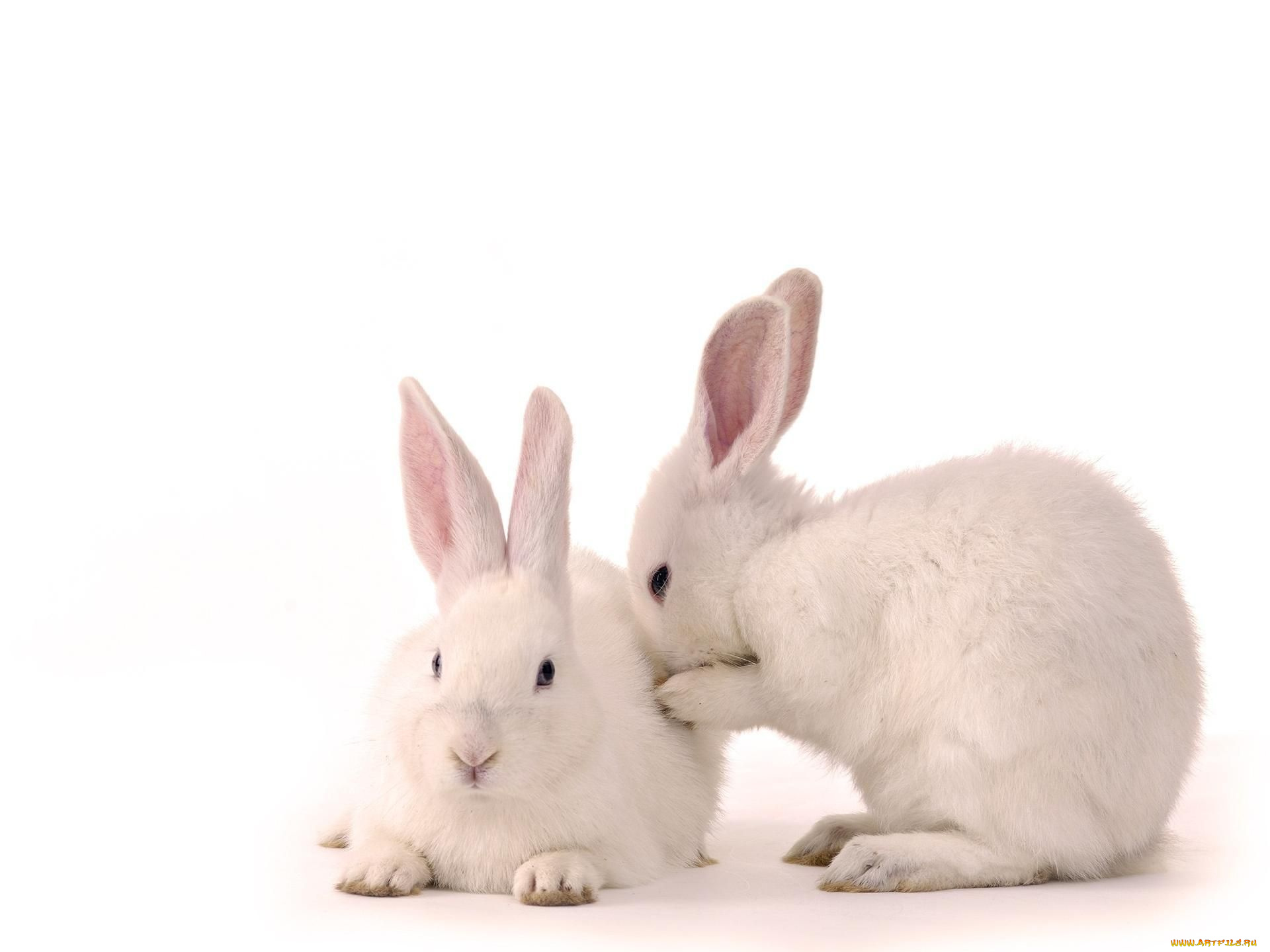 животные, кролики, зайцы