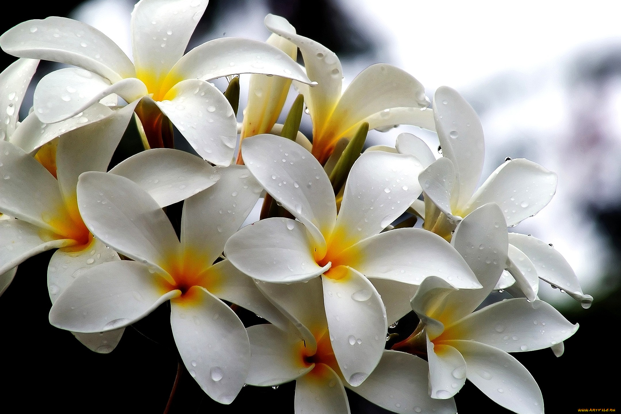 цветы, плюмерия, много, белый
