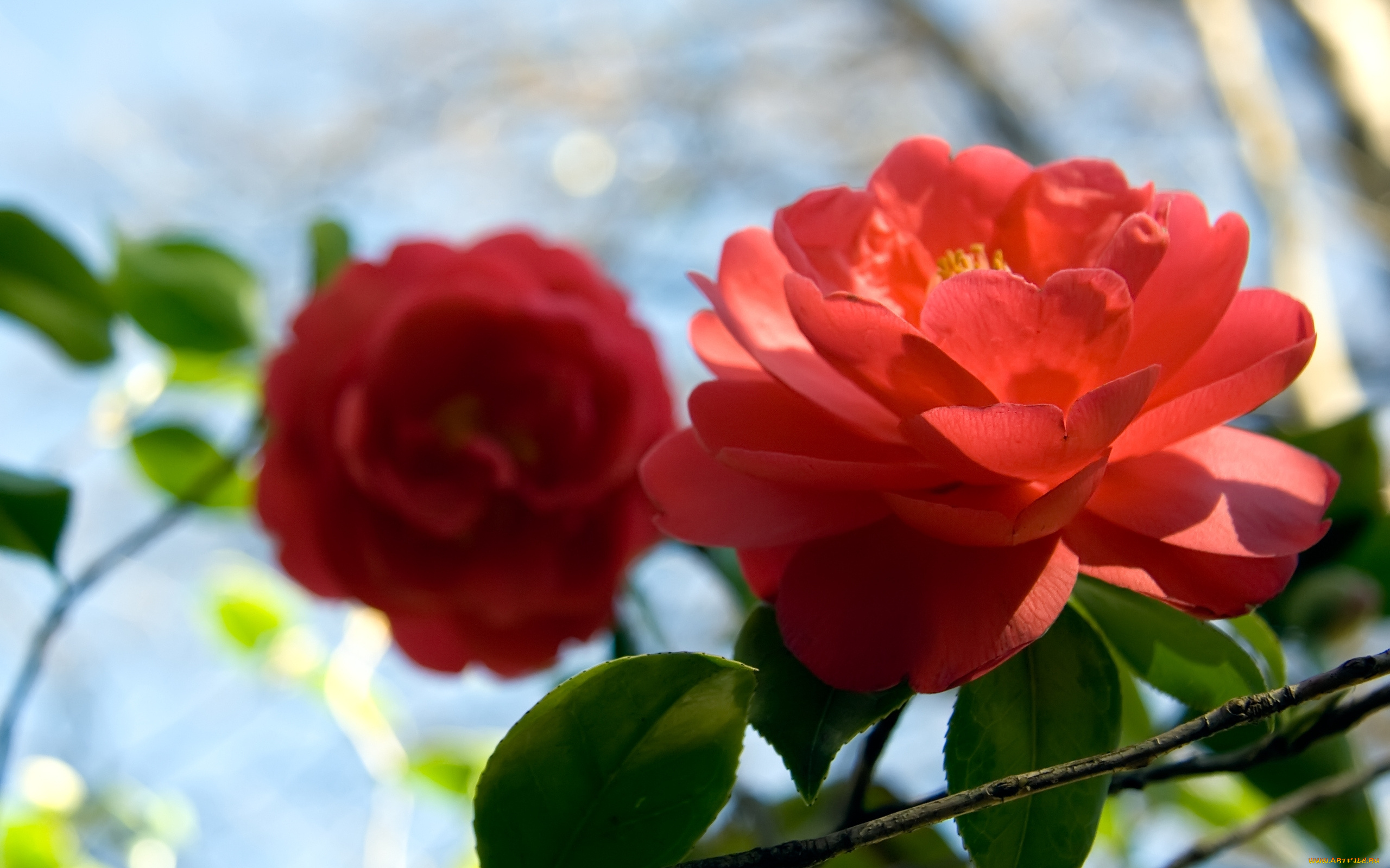 цветы, камелии, яркий