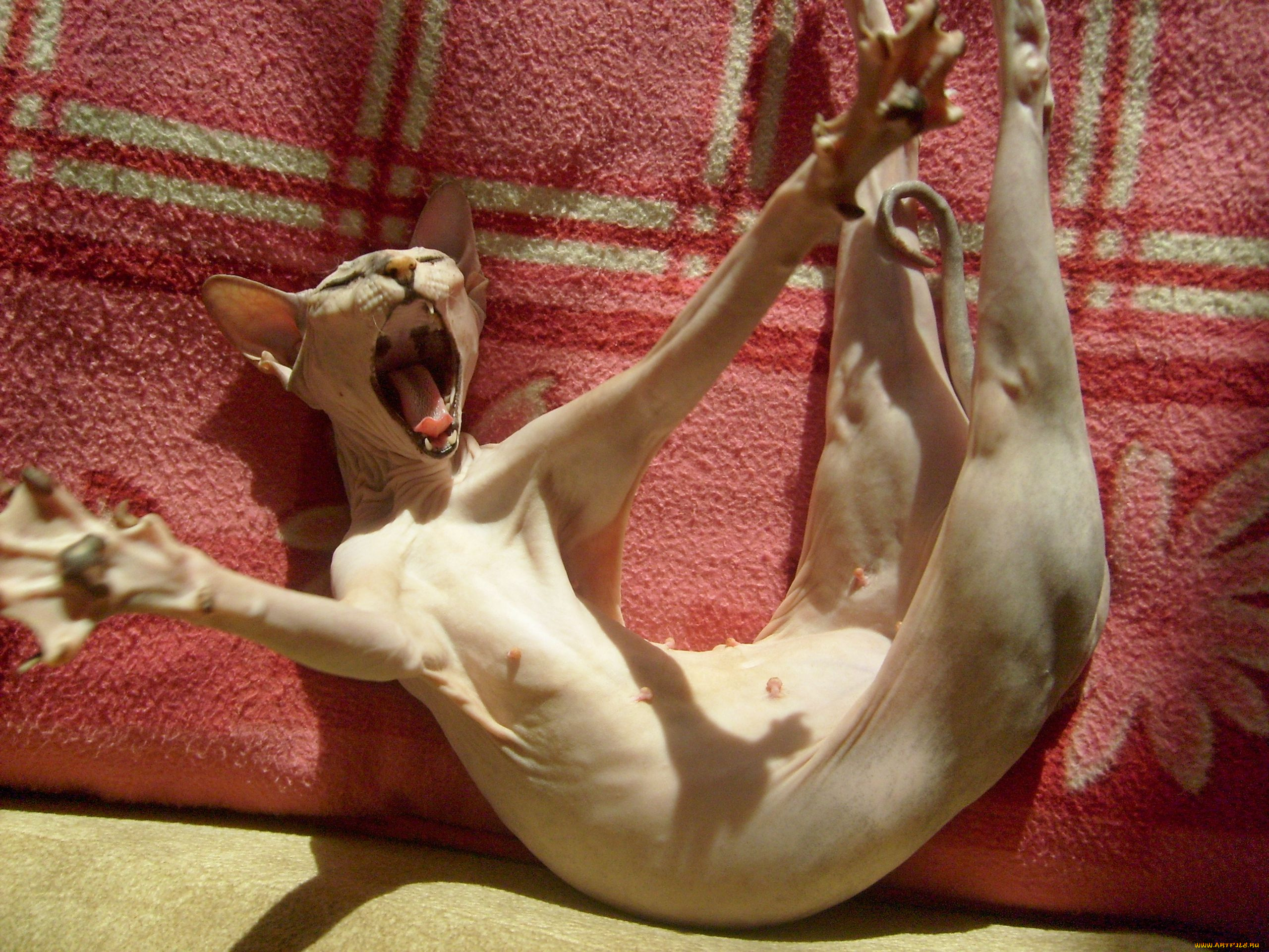 животные, коты, сфинкс