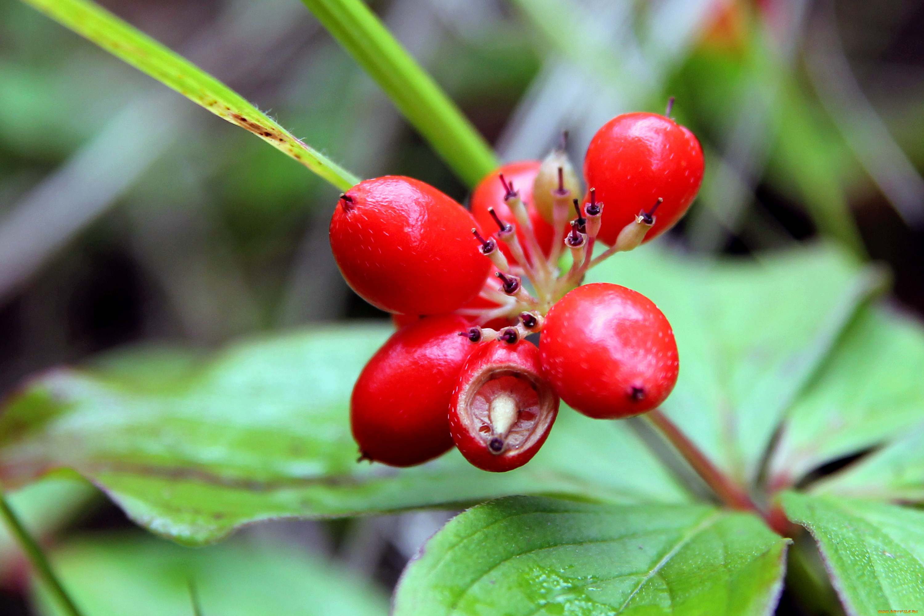 природа, Ягоды, листья