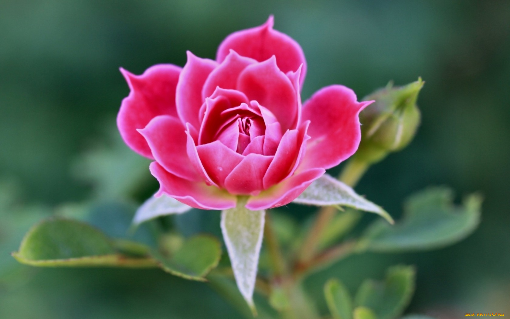 розочка, цветы, розы, розовая, цветок, роза