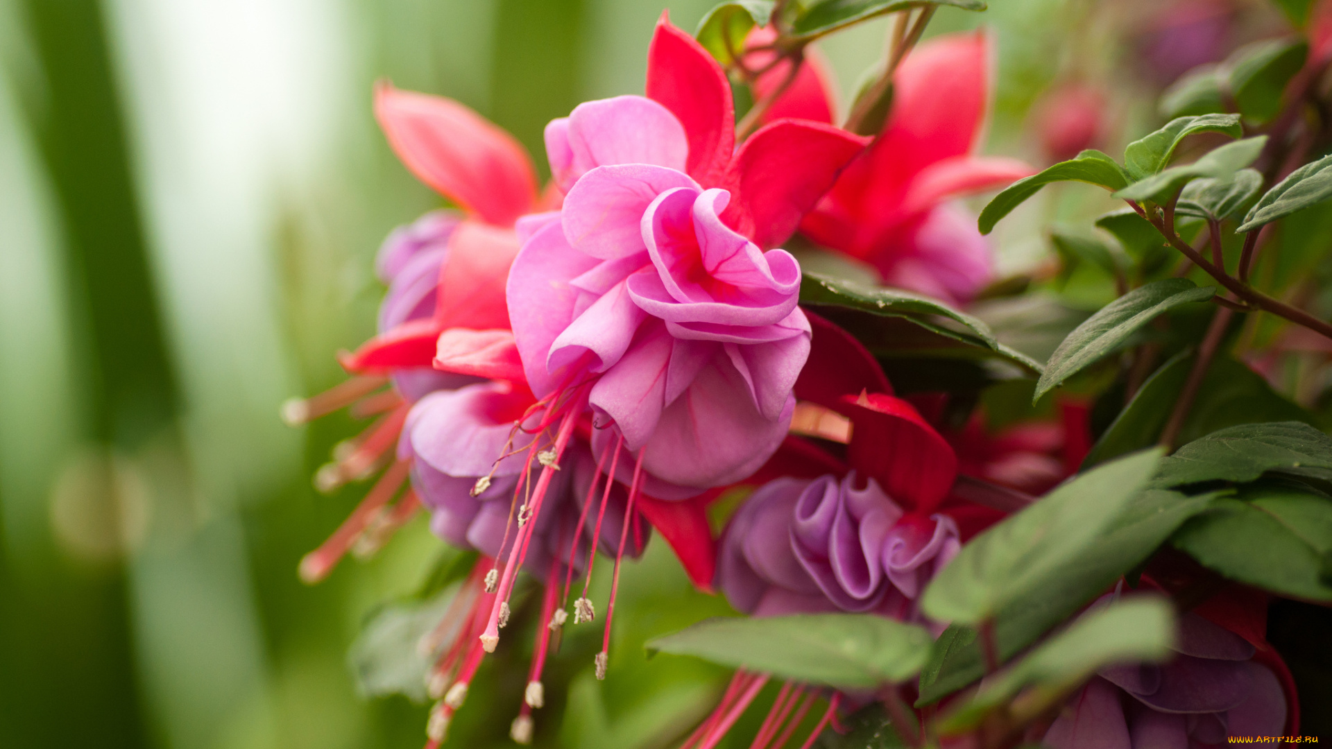 цветы, фуксия, макро