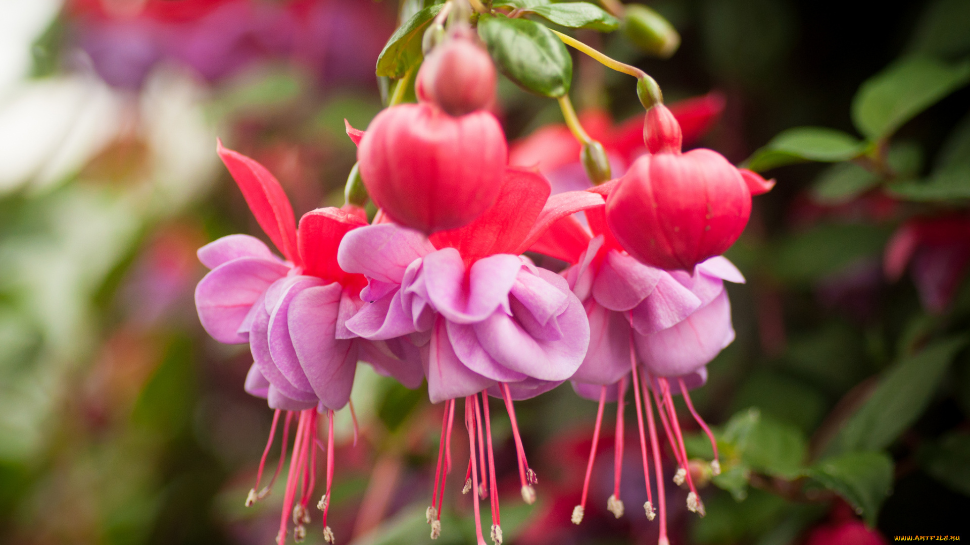 цветы, фуксия, макро