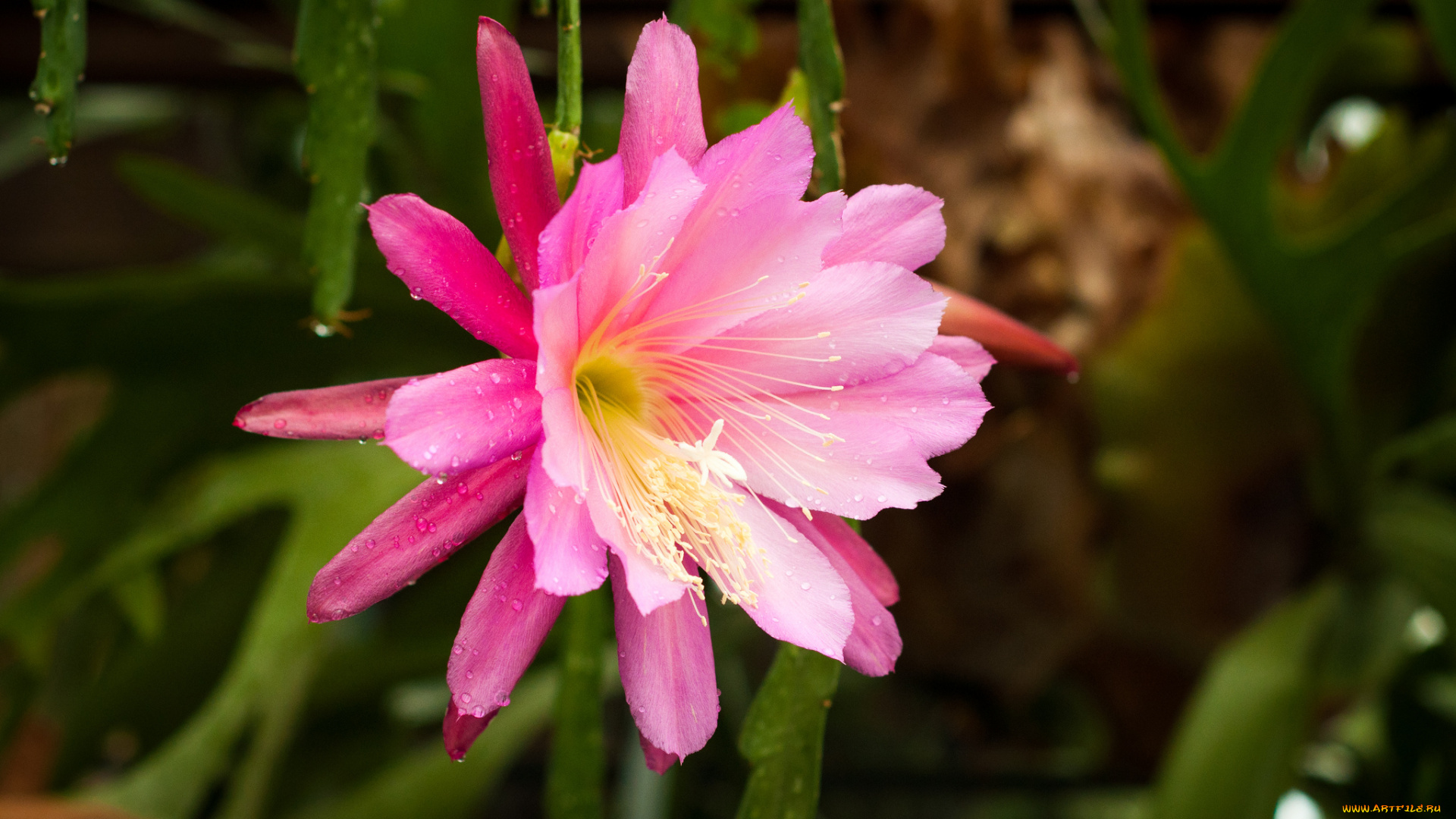 цветы, кактусы, эпифиллум