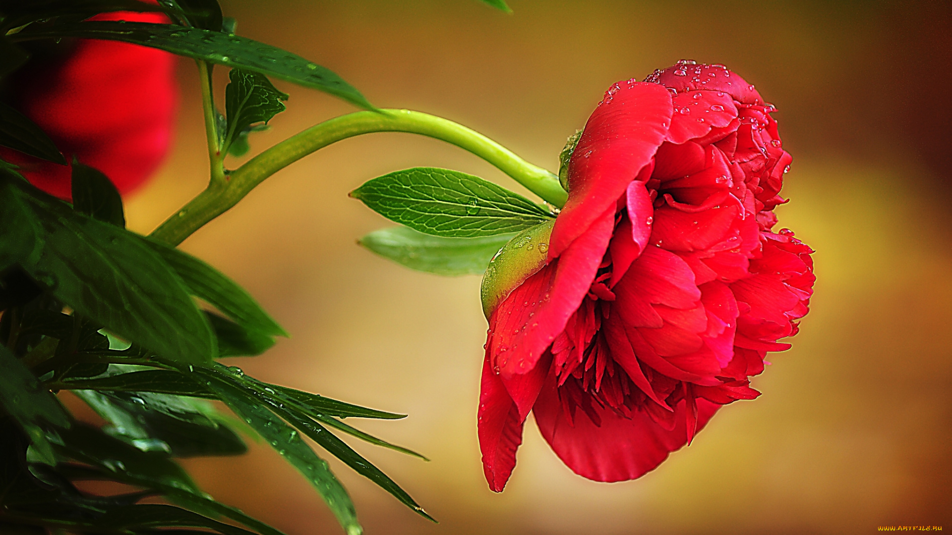 цветы, пионы, листья