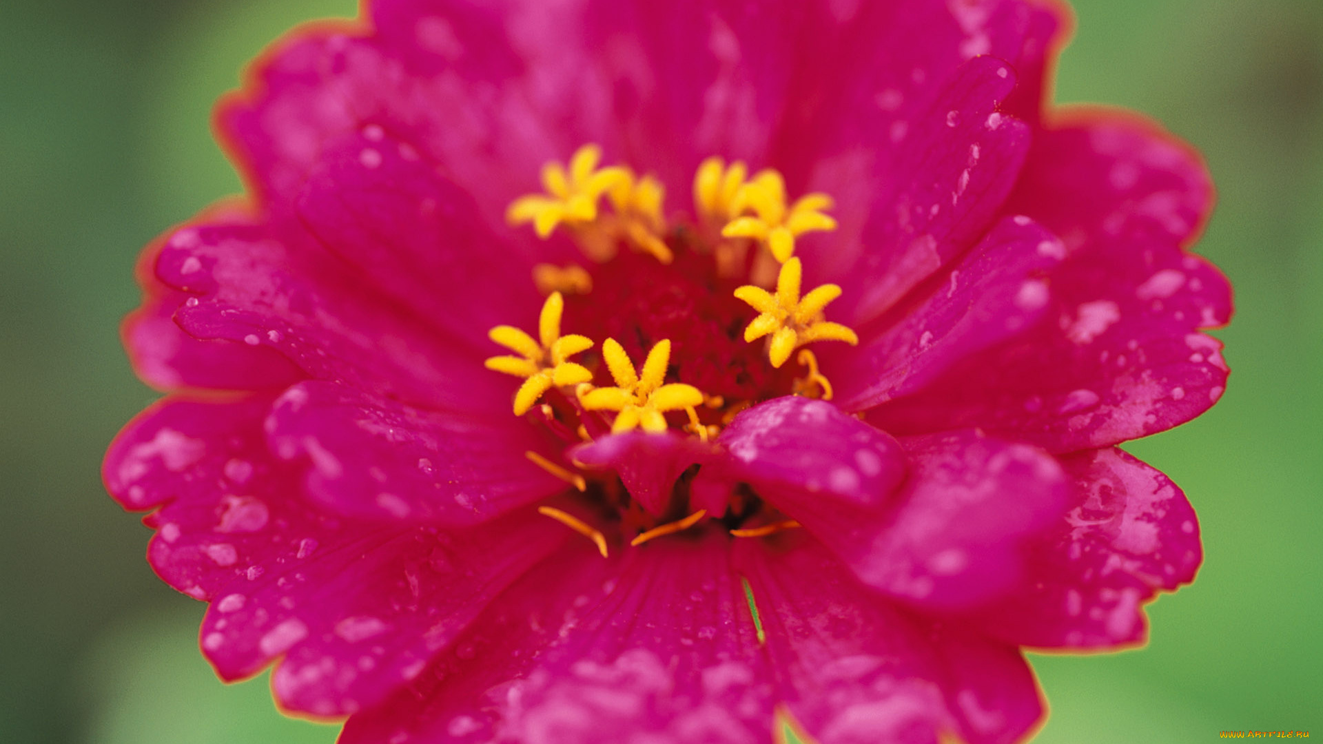 цветы, роса, сердцевина, красный, цветок