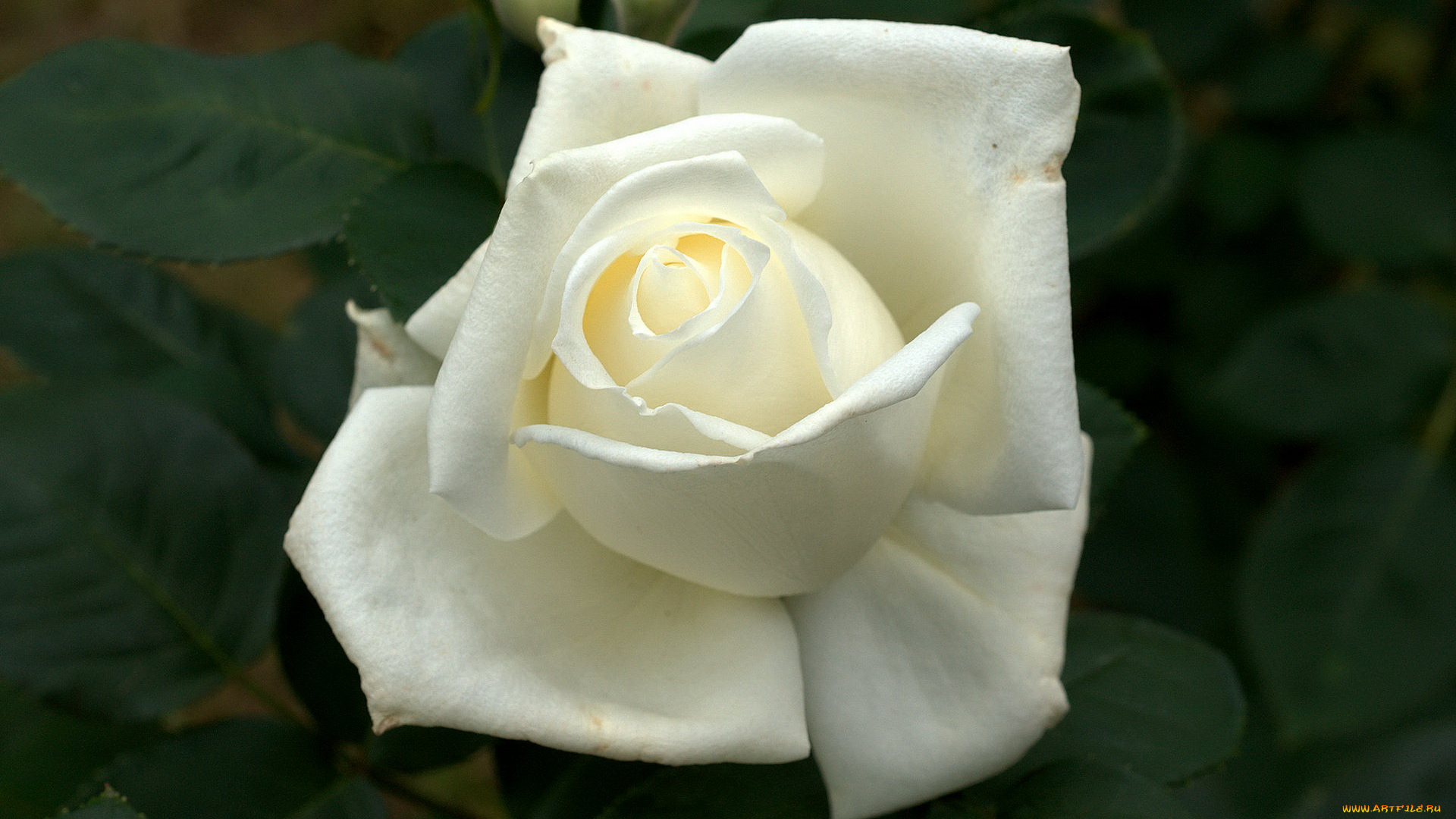 цветы, розы, белый, макро