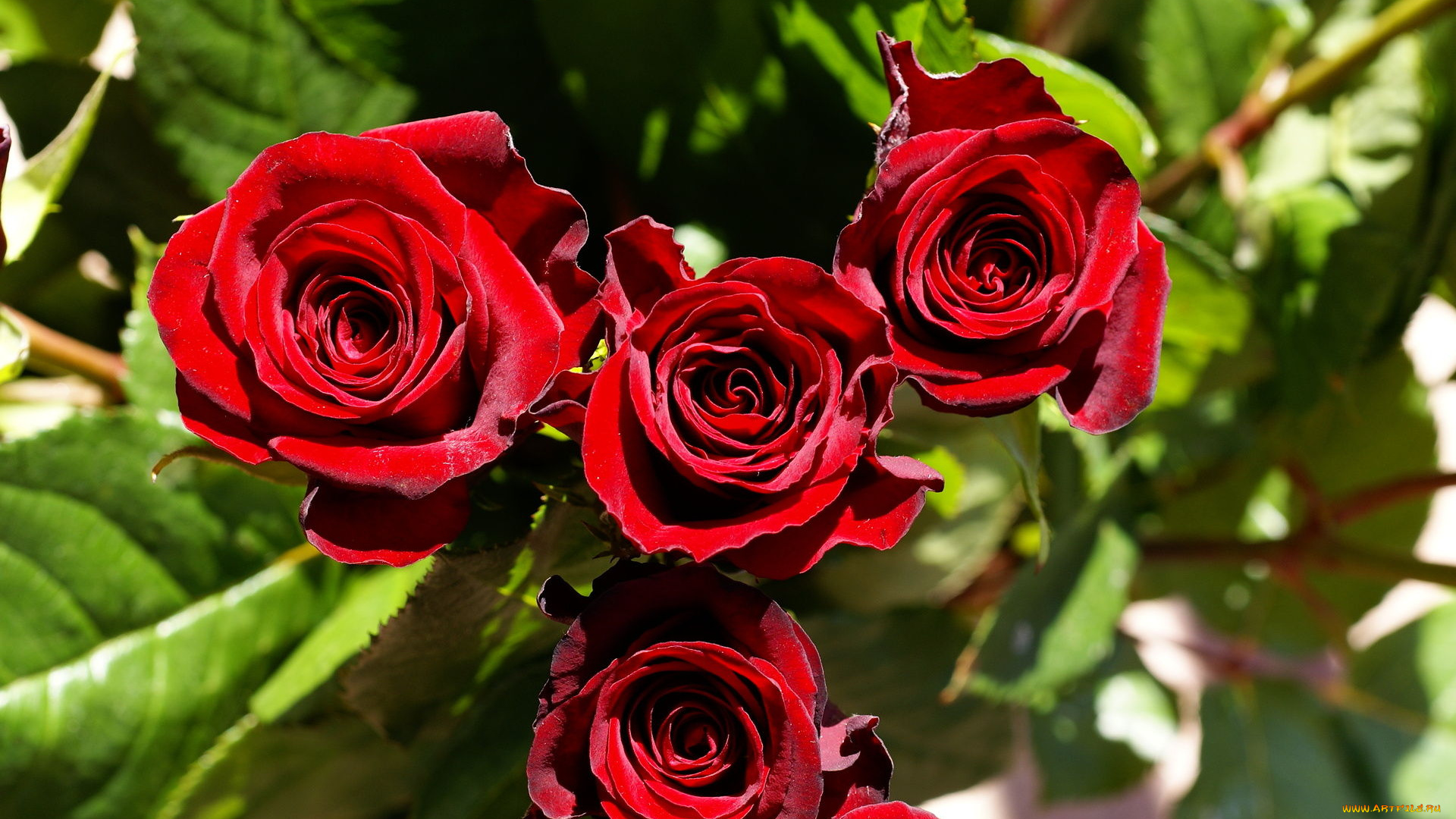 цветы, розы, бордо