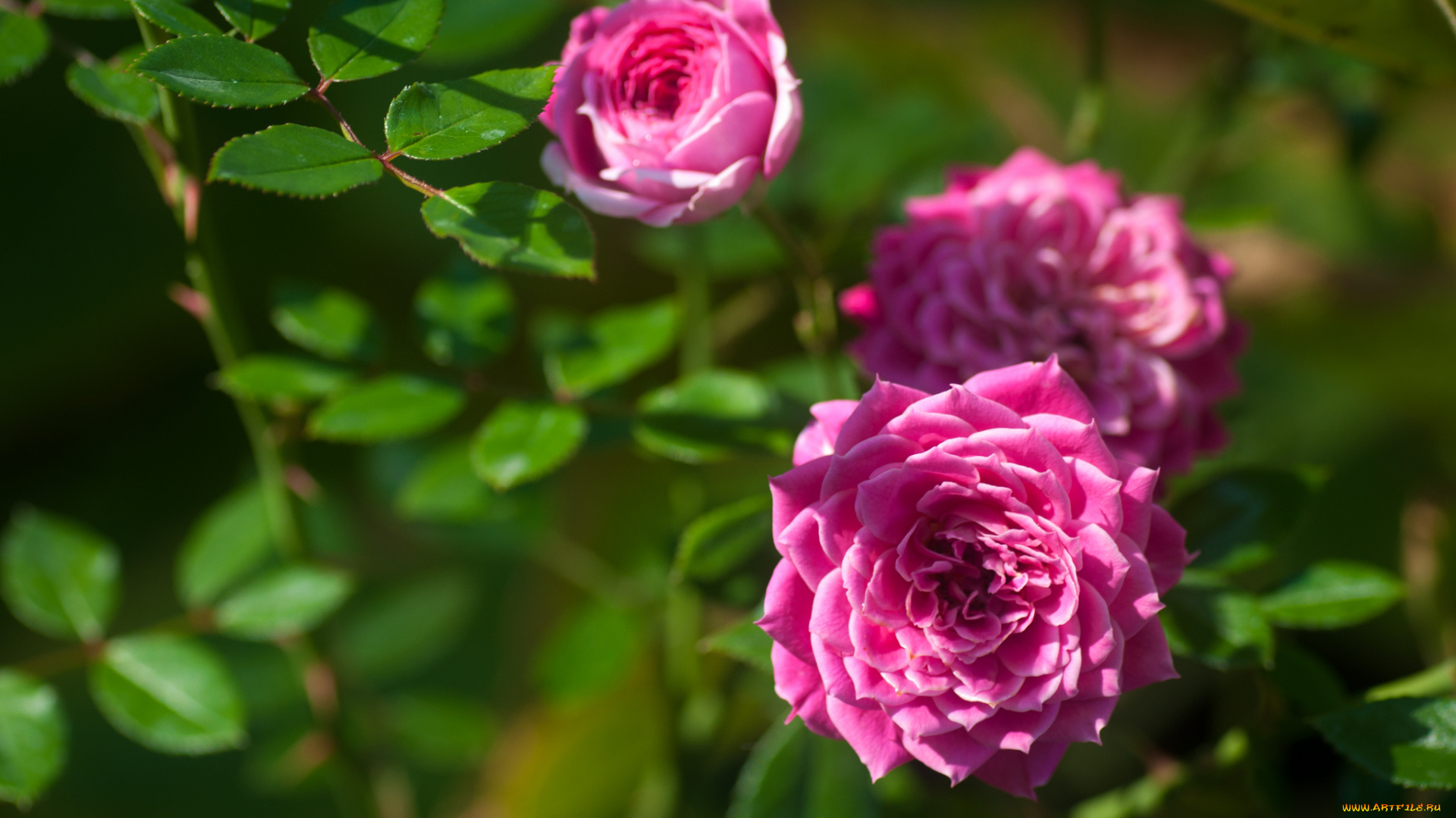 цветы, розы, листья