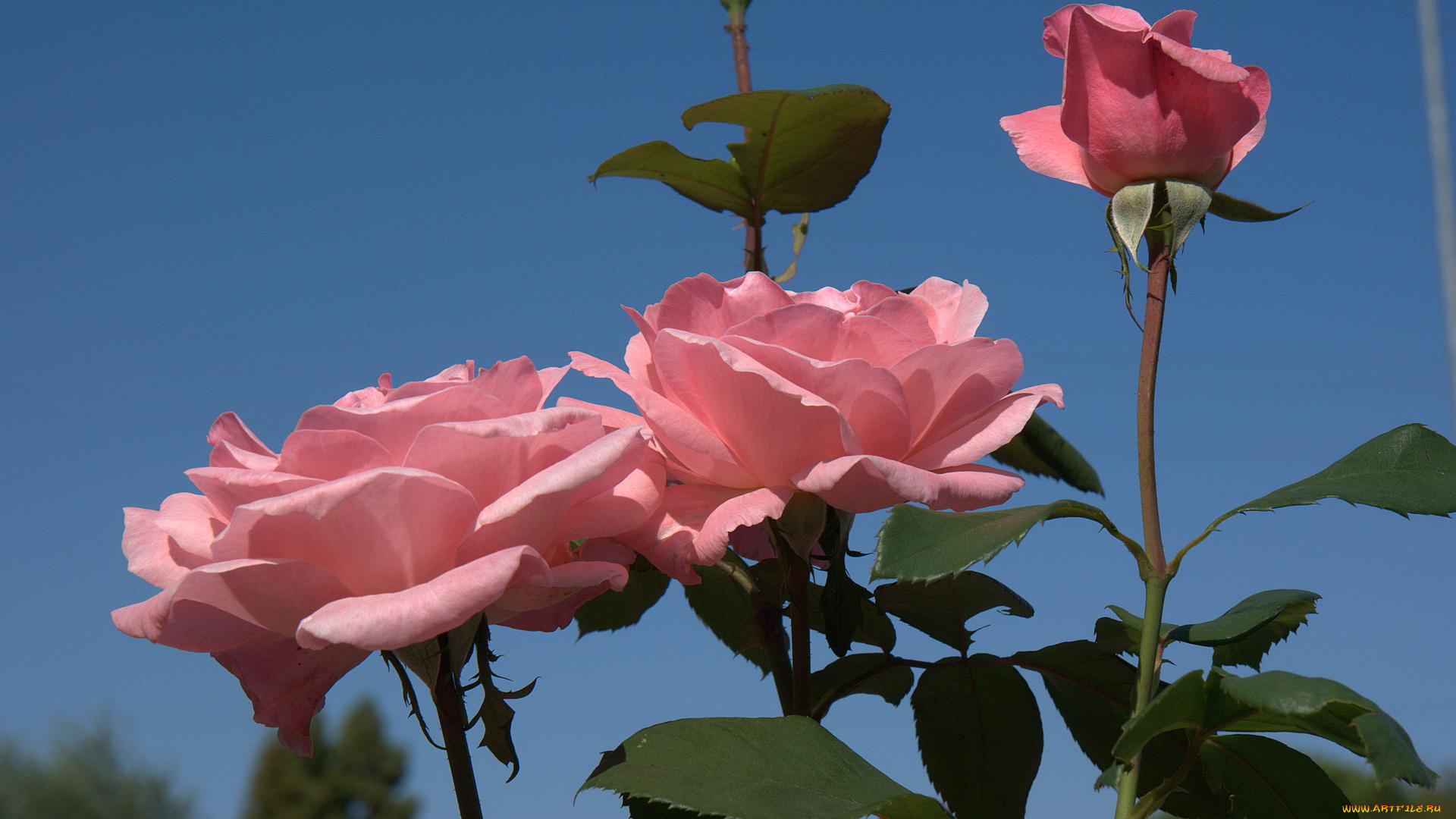 цветы, розы, розовый