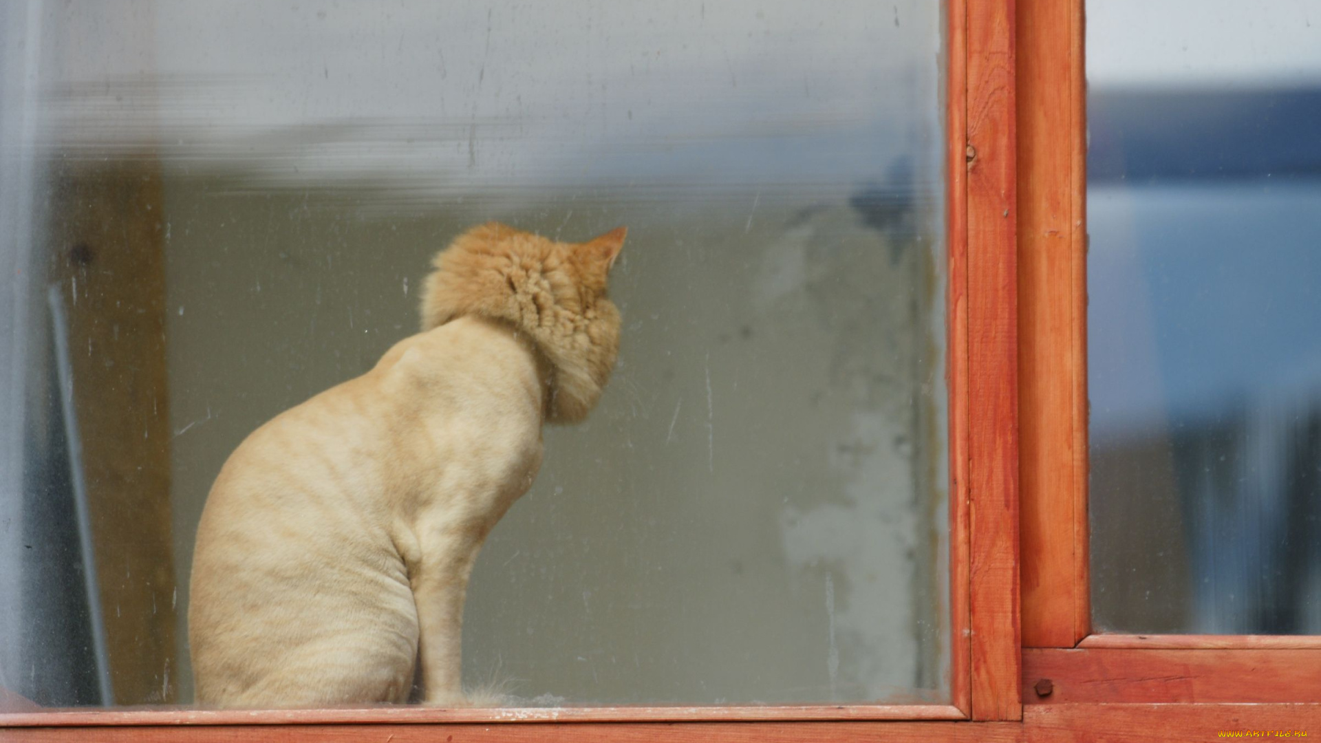 несчастный, кот, животные, коты, окно, стриженый