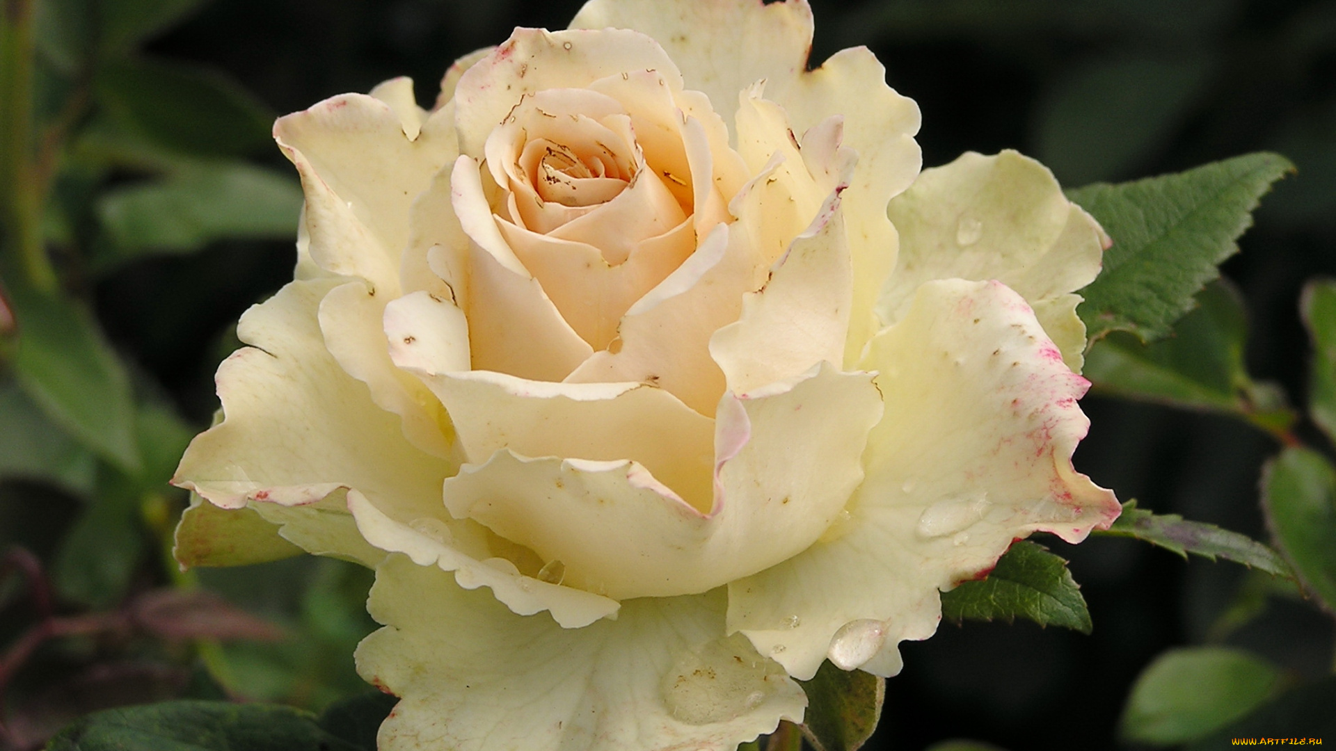 our, vanilla, цветы, розы, роза