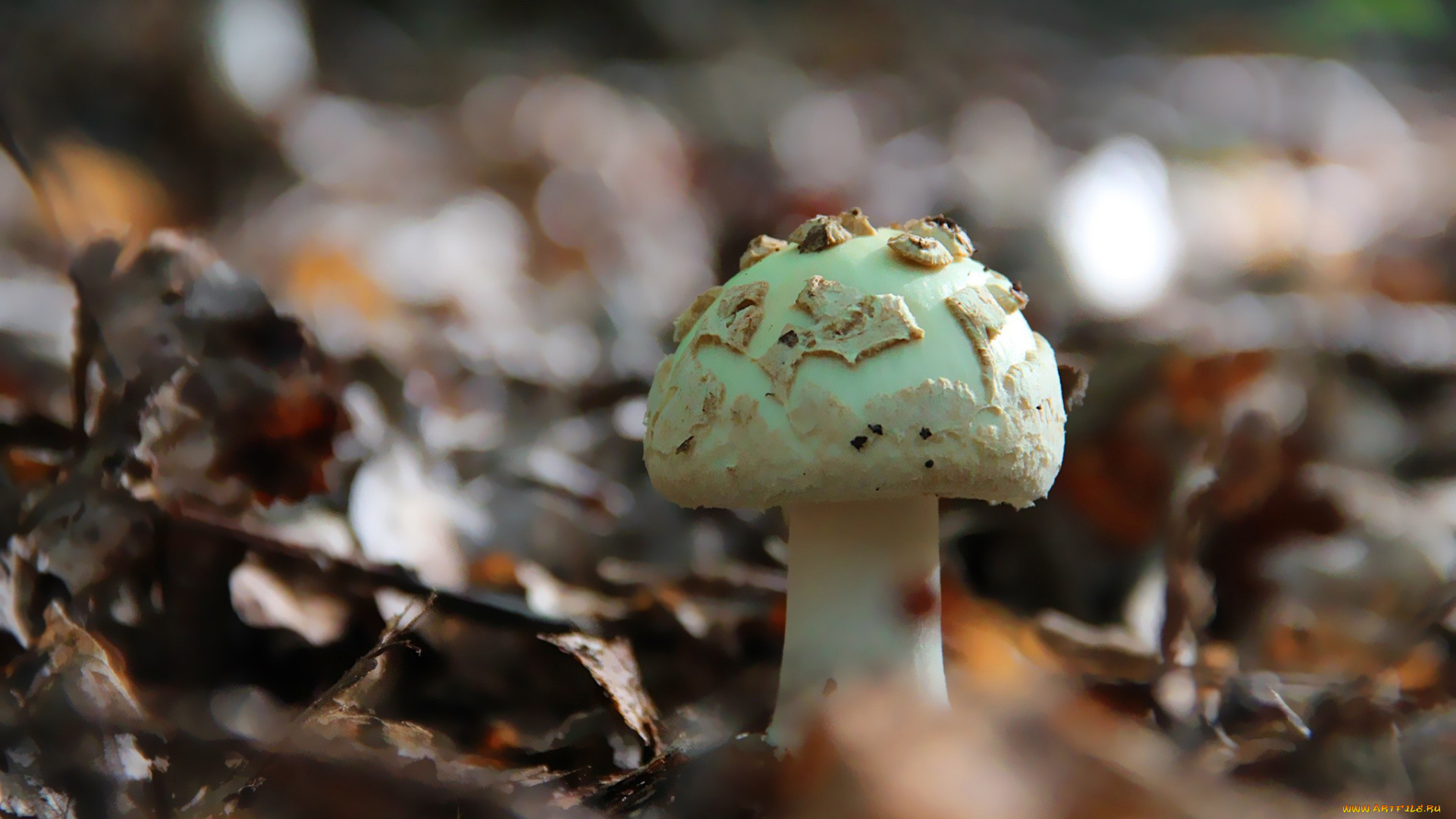 природа, грибы, поганка