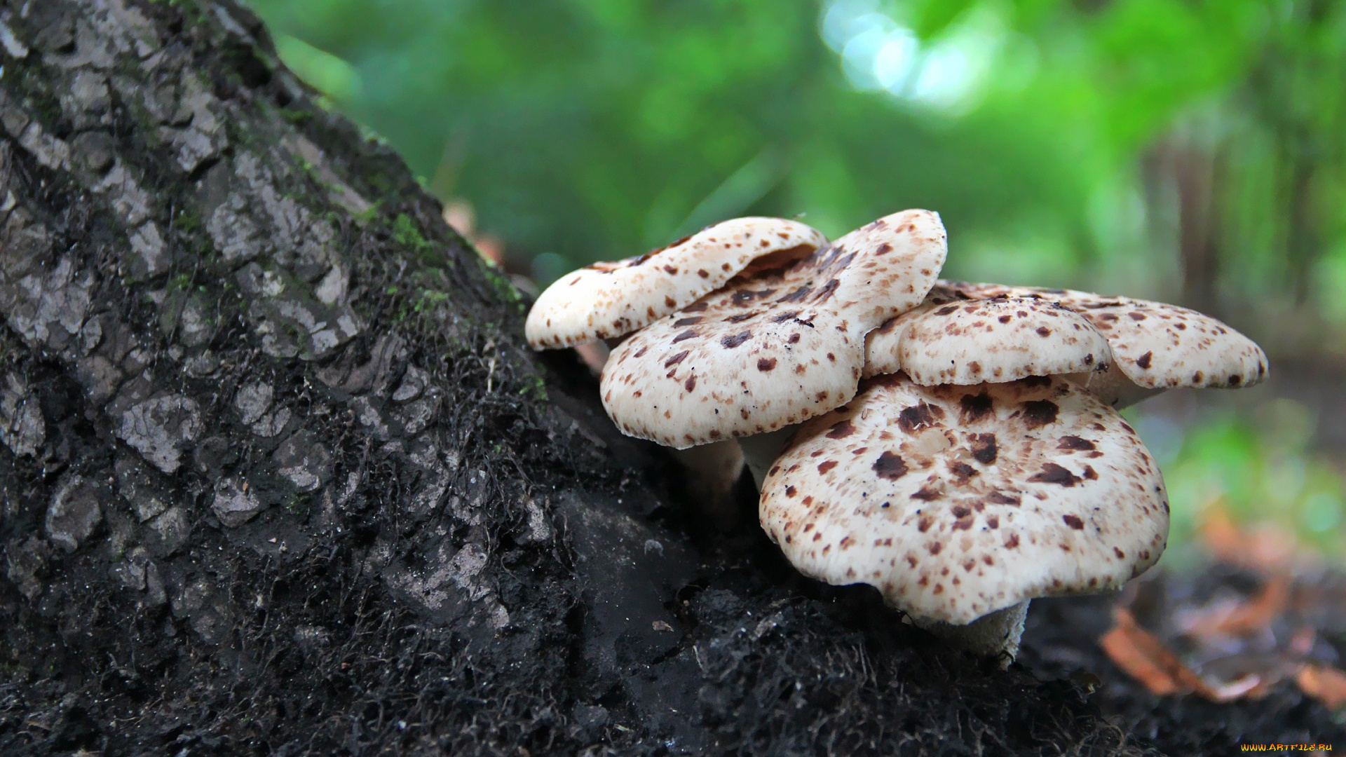 природа, грибы, ствол