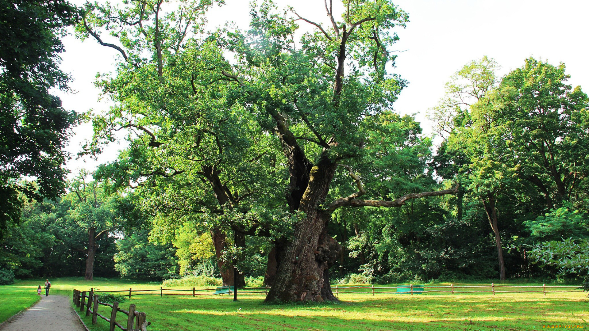 природа, парк, аллея, дубы