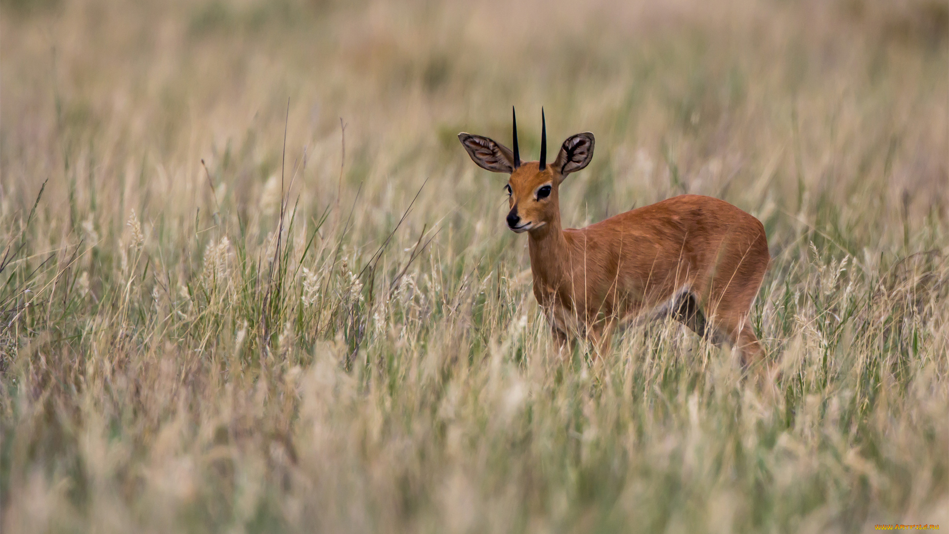 животные, антилопы, рожки, рога, антилопа, детеныш, олень, трава