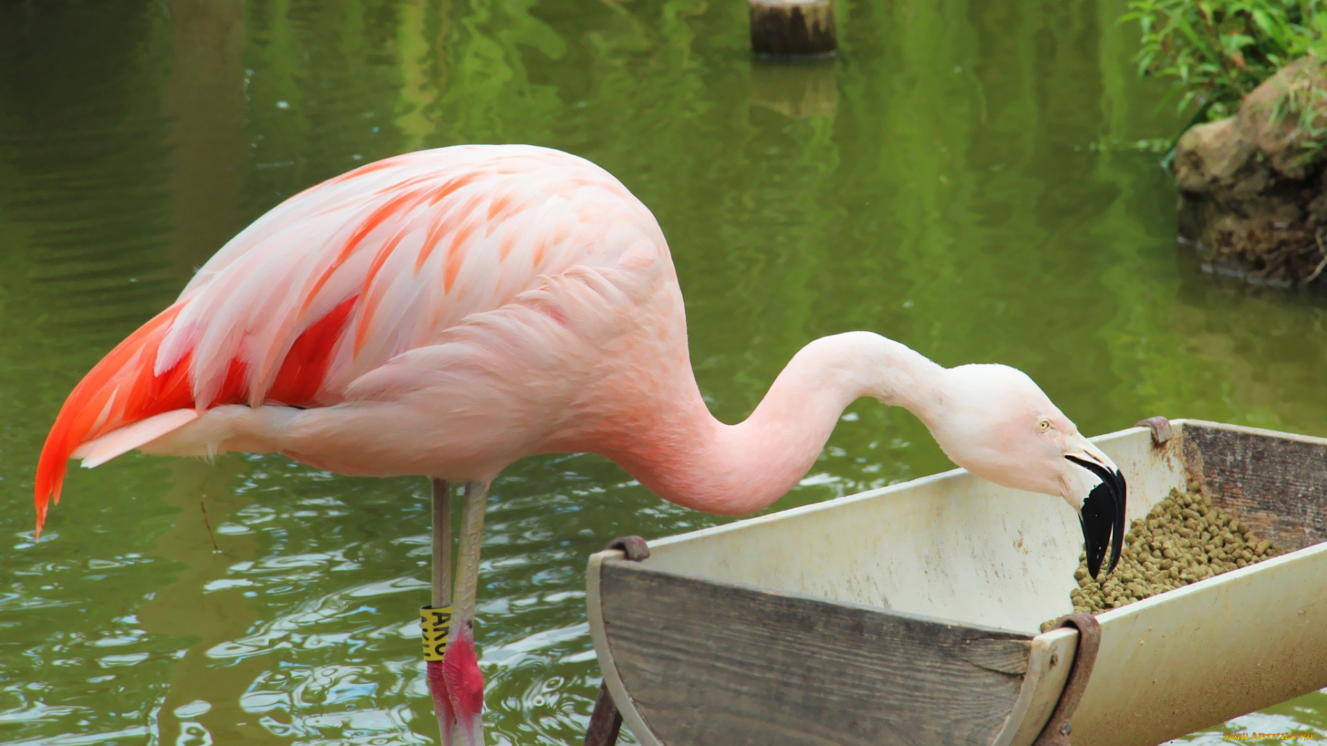 животные, фламинго, кормушка, водоем