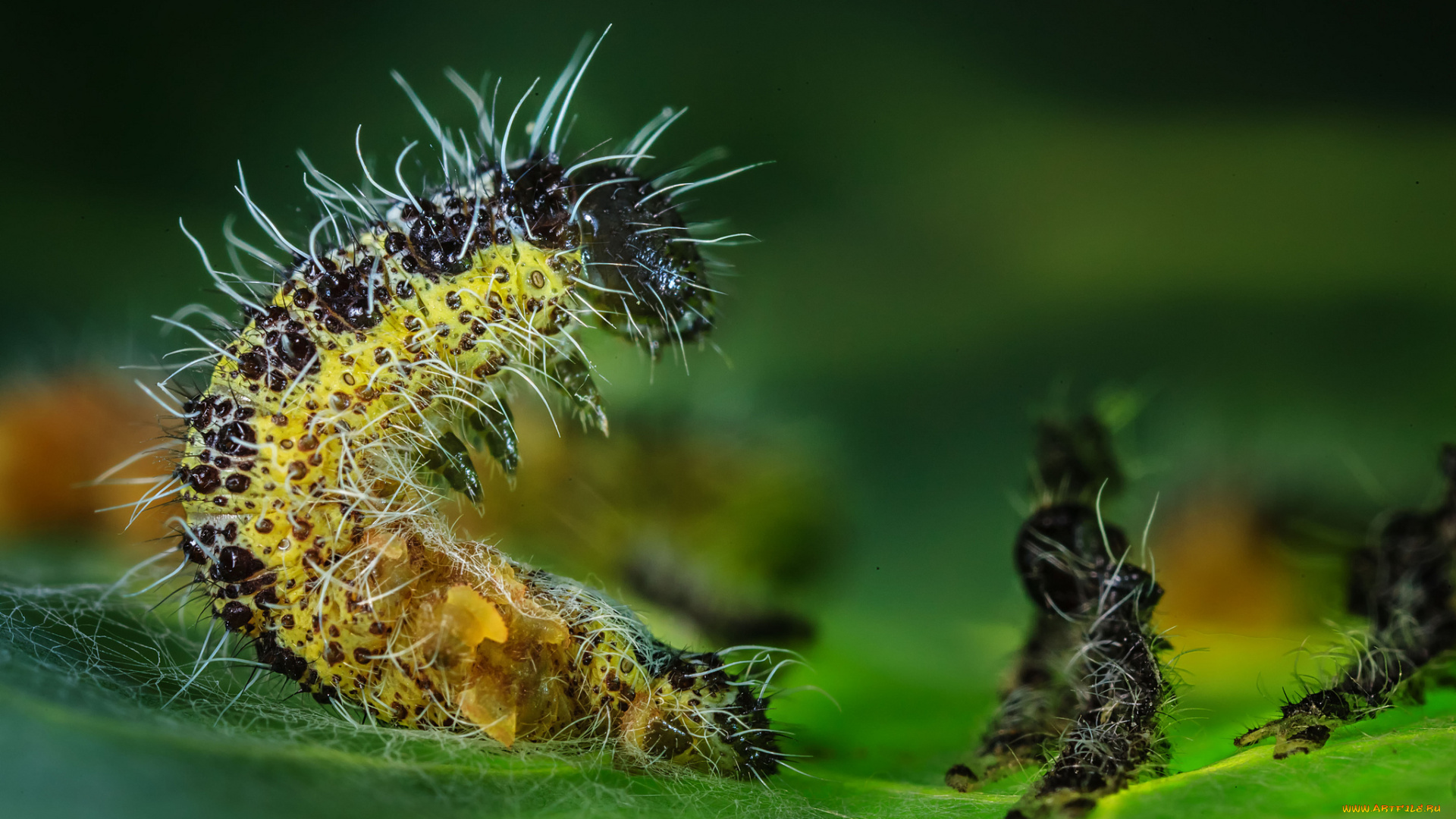 животные, гусеницы, панк, лист, макро