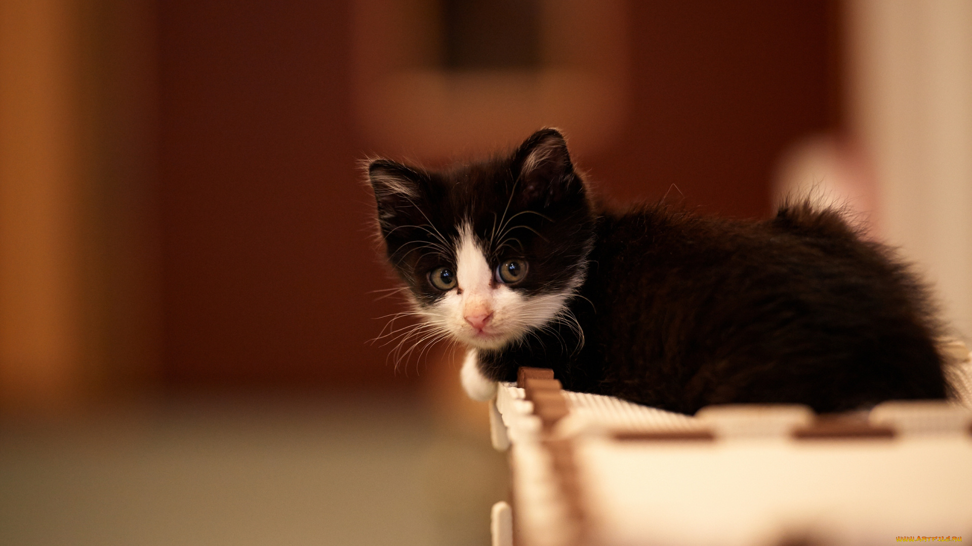 животные, коты, котёеок