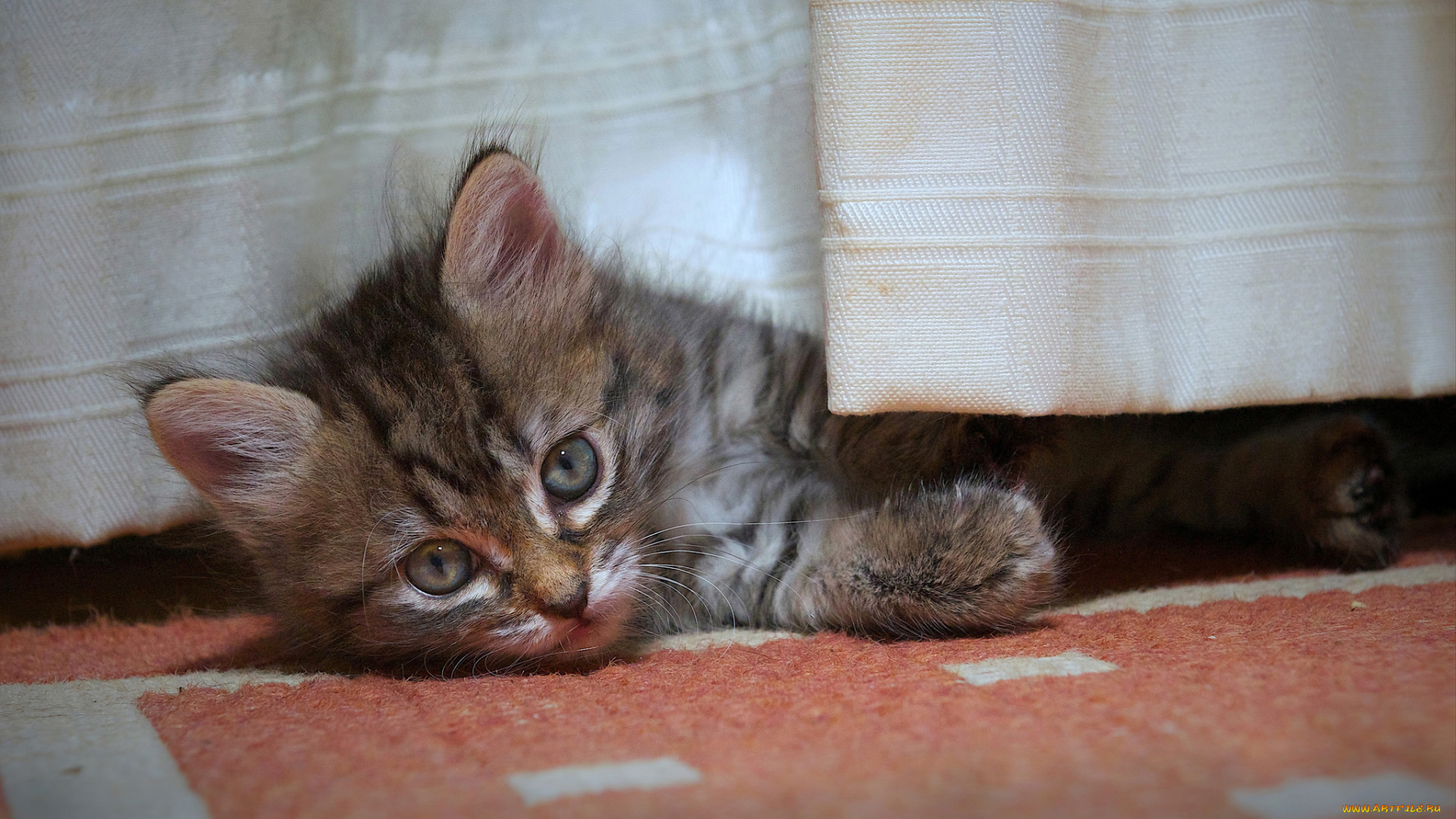 животные, коты, котёнок, одеяло, взгляд