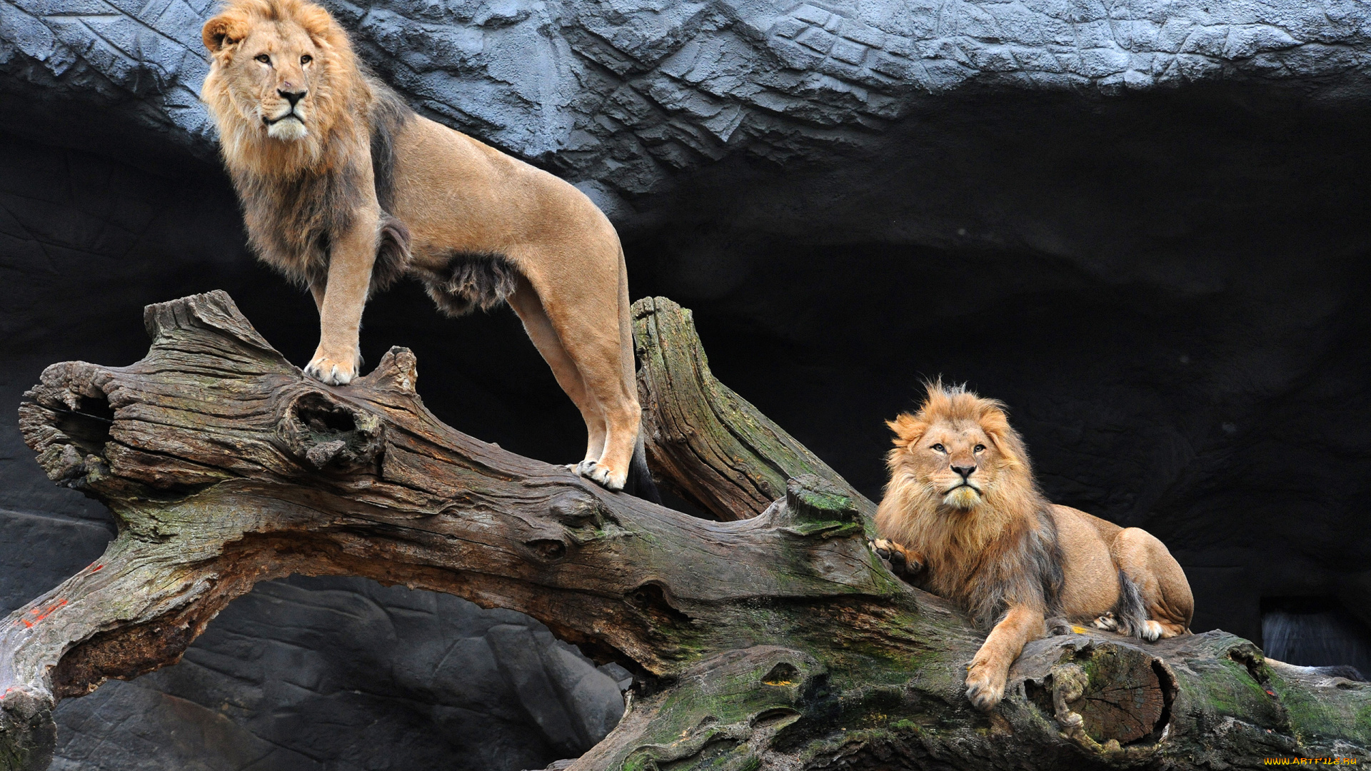 животные, львы, бревно, пещера