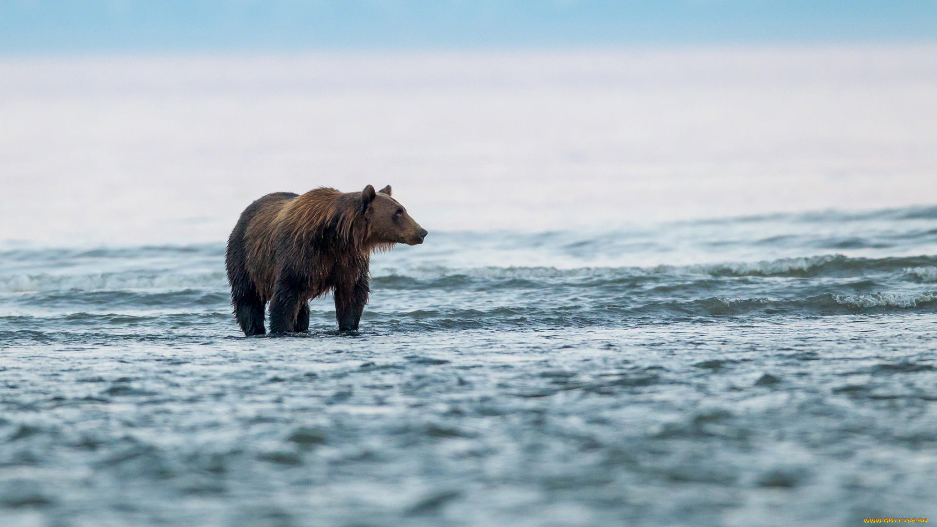 животные, медведи, топтыгин, озеро, вода