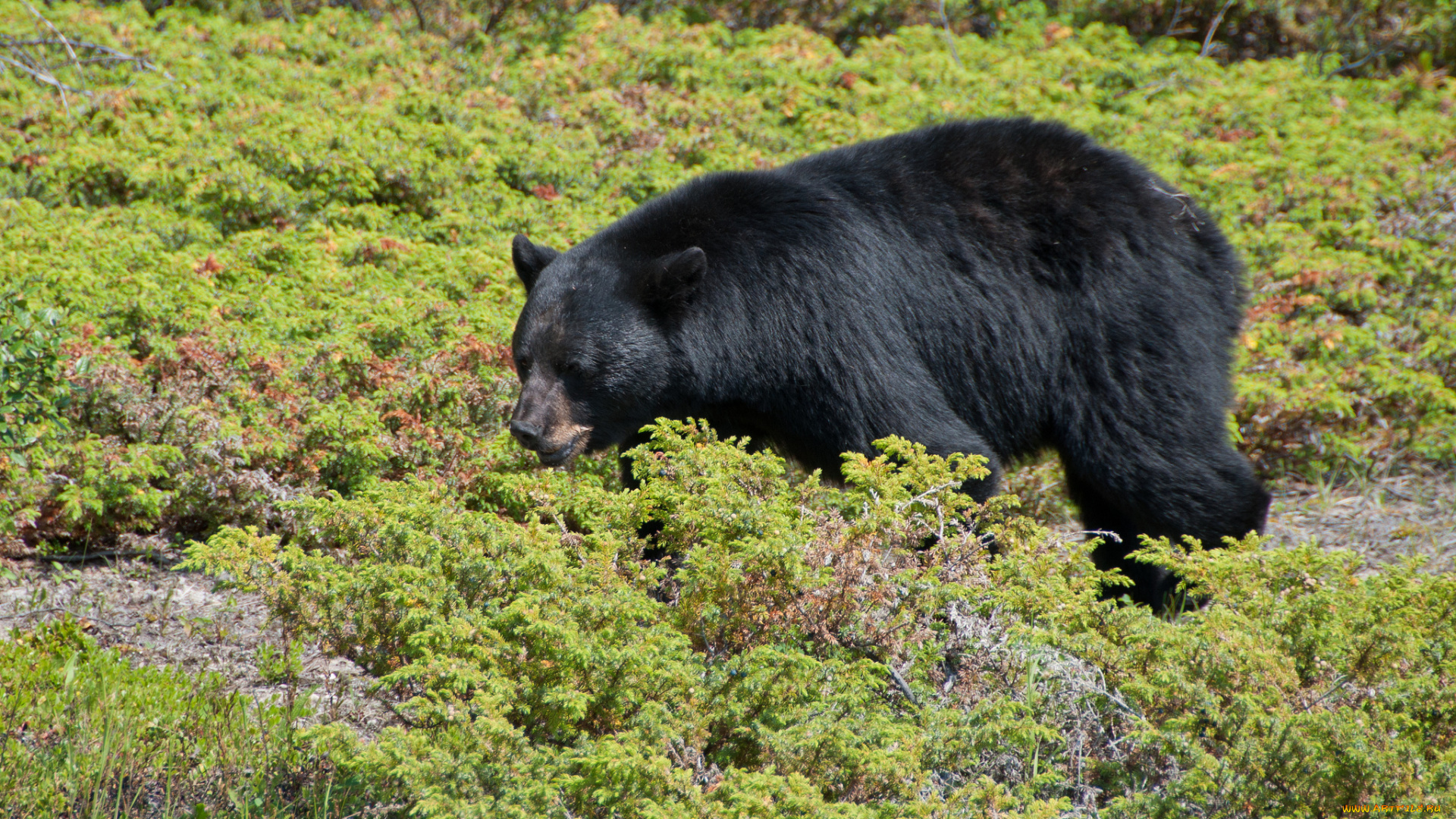 животные, медведи, топтыгин, трава