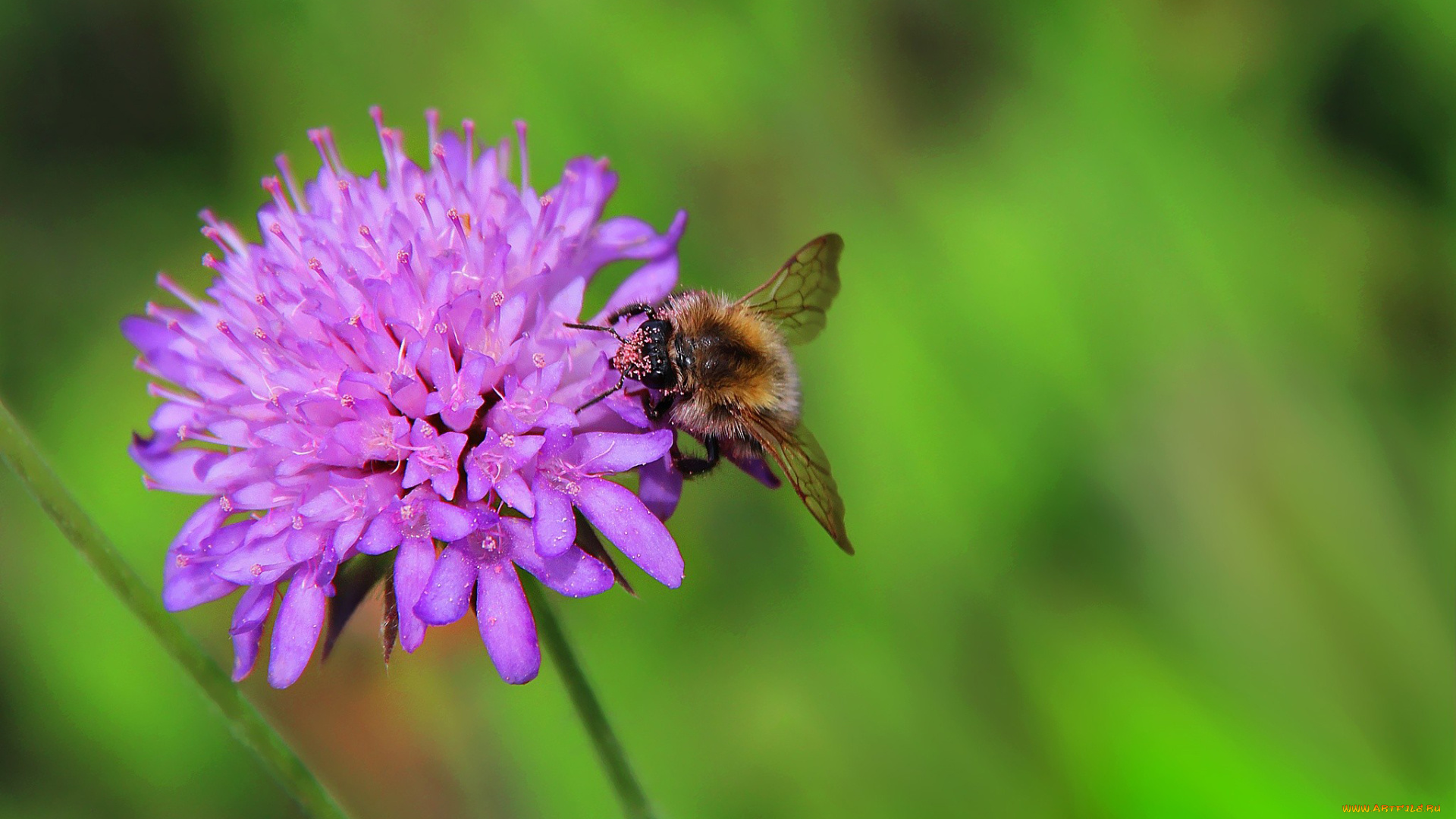 животные, насекомые, цветок, насекомое