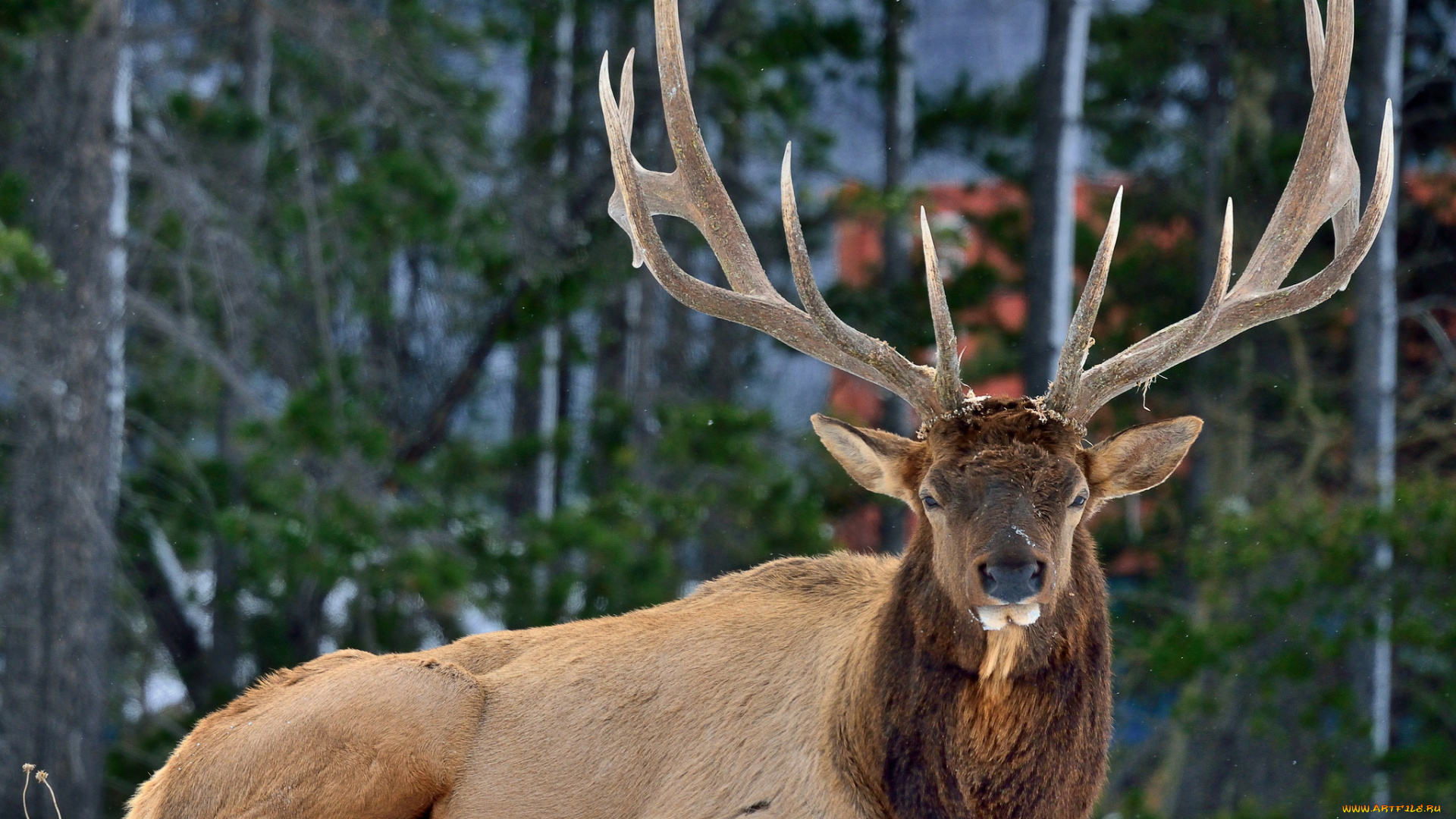 животные, олени, рога, снег