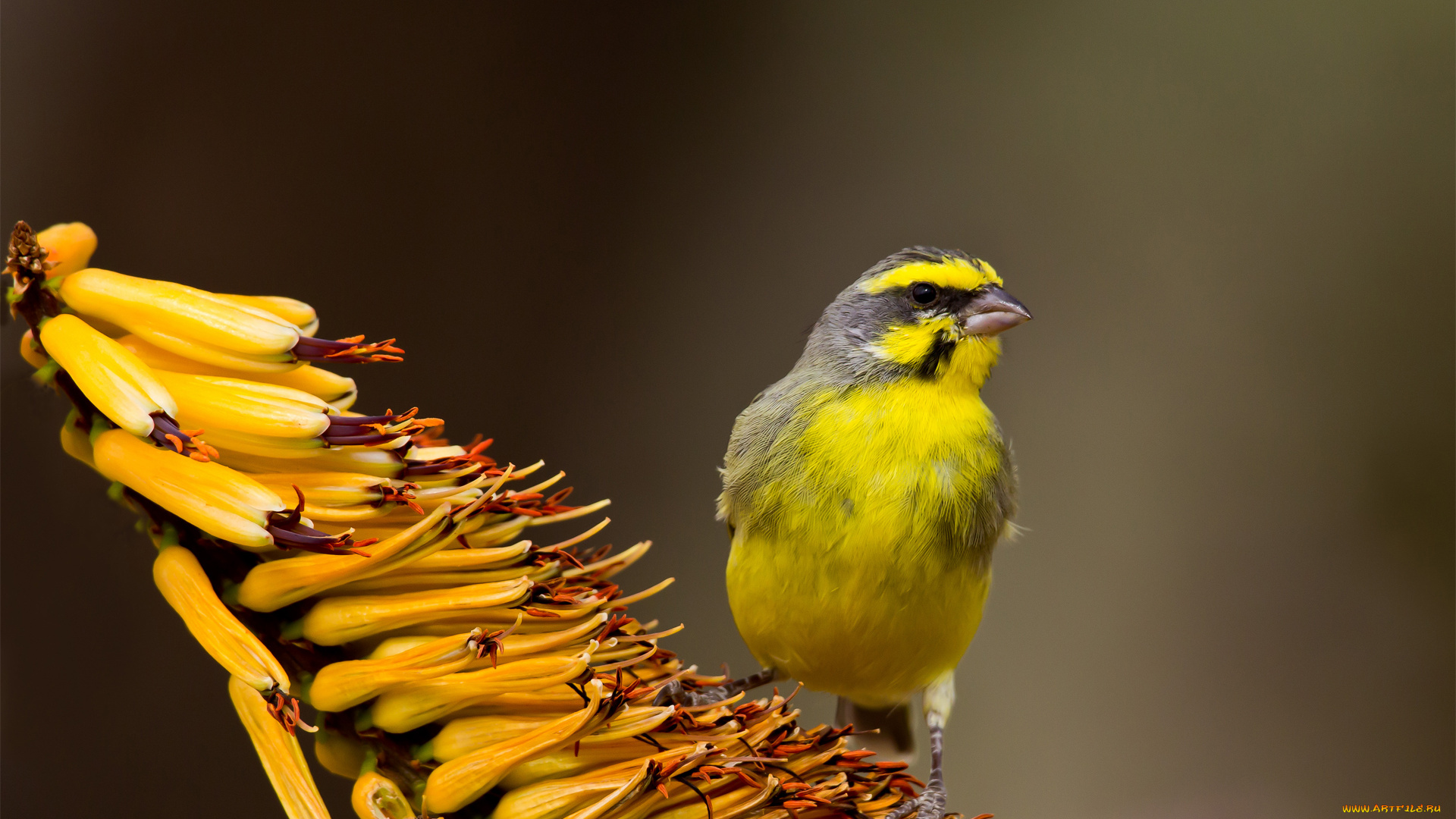 животные, птицы, фокус, фон, тропический, цветок, желтая, птица