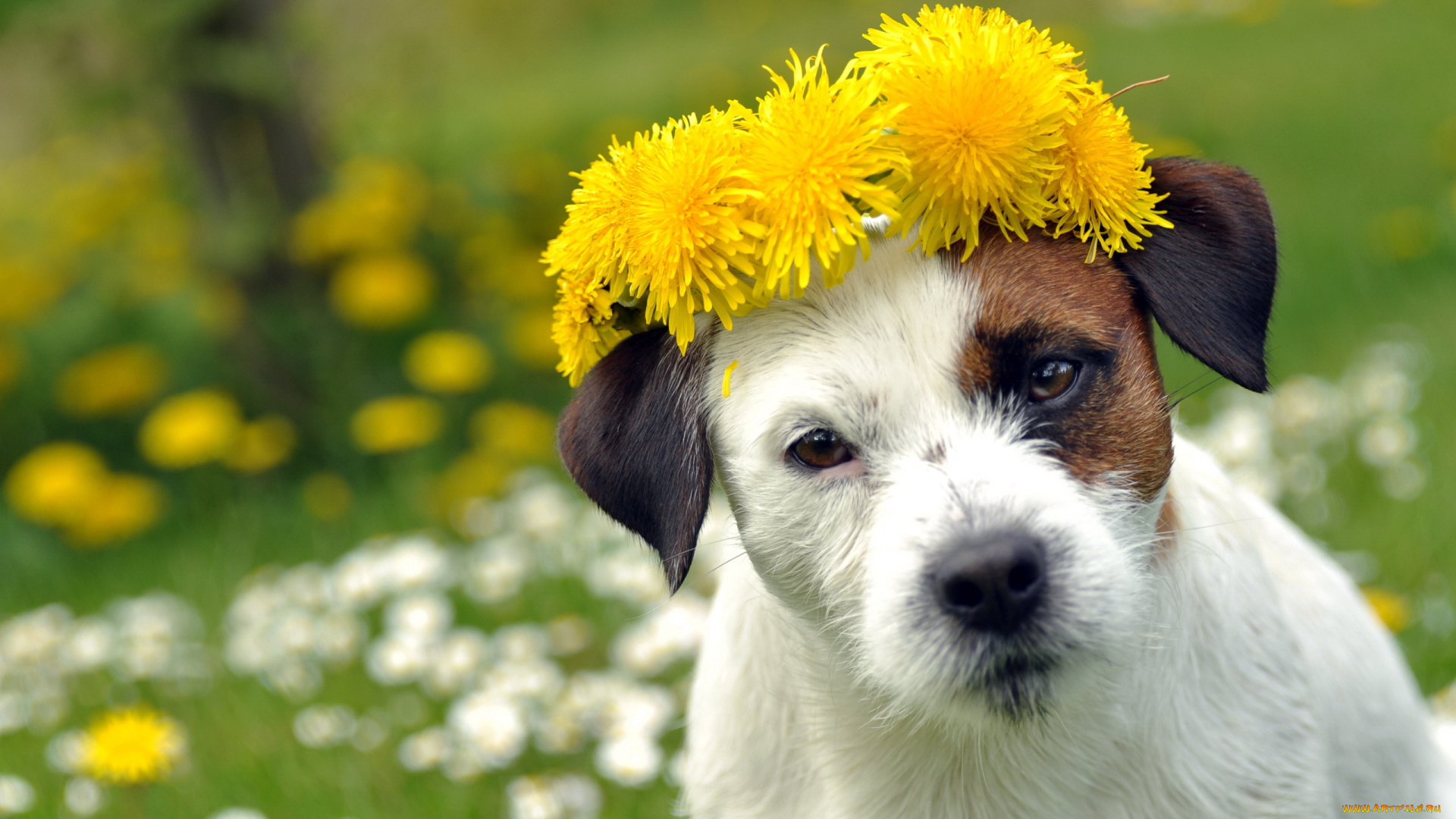 животные, собаки, собака, цветы, лето
