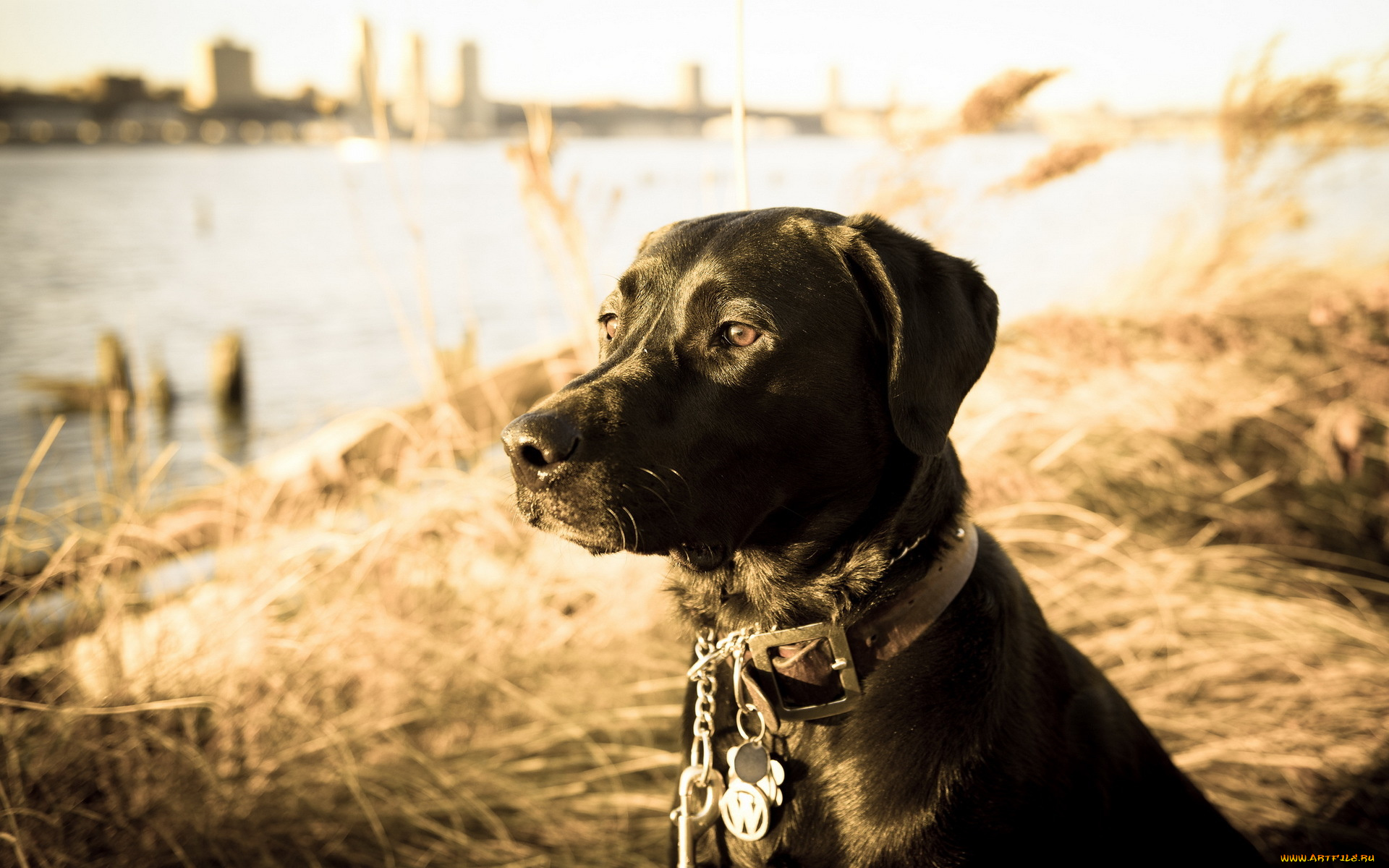 животные, собаки, взгляд, друг, собака