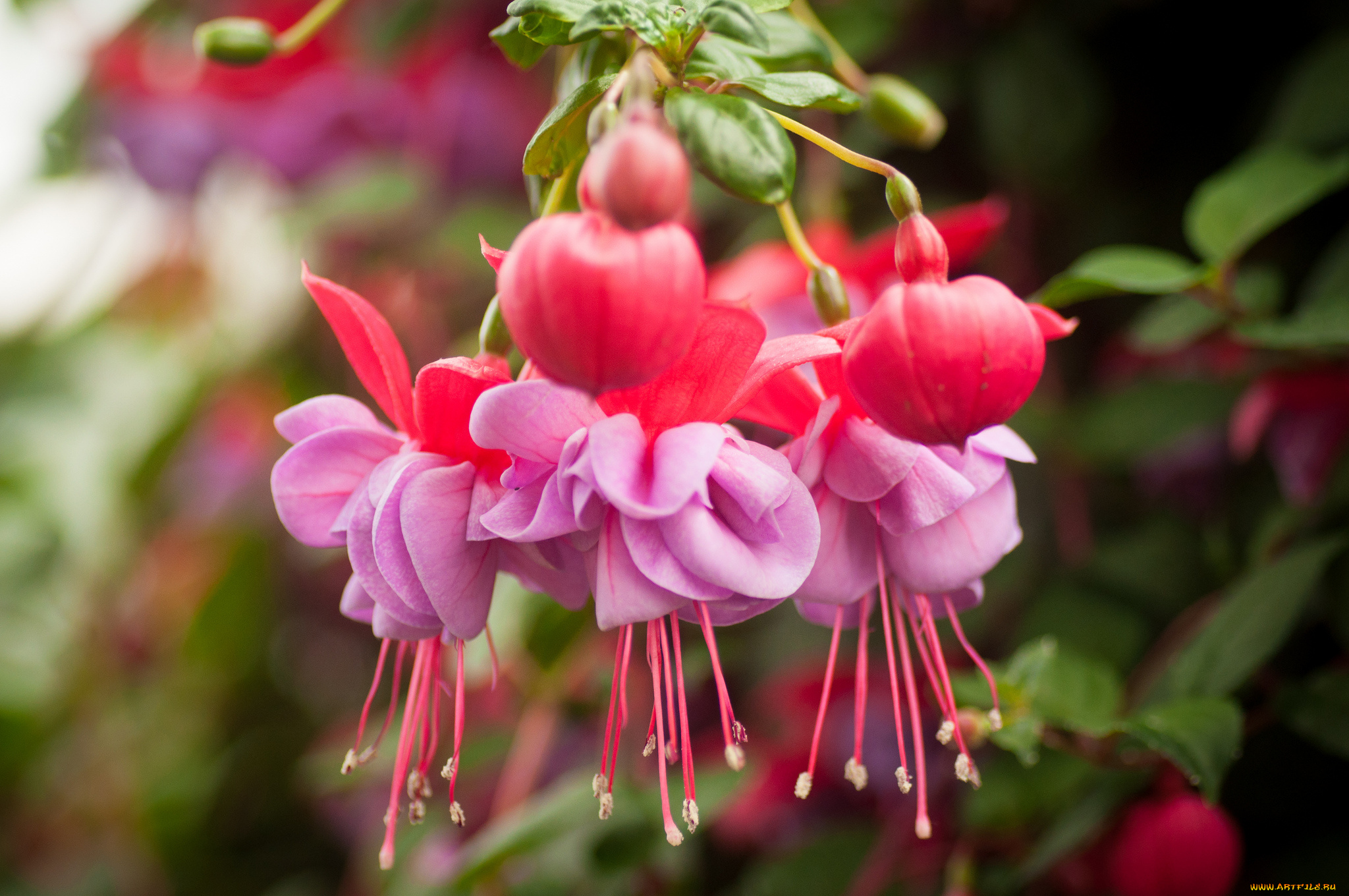 цветы, фуксия, макро