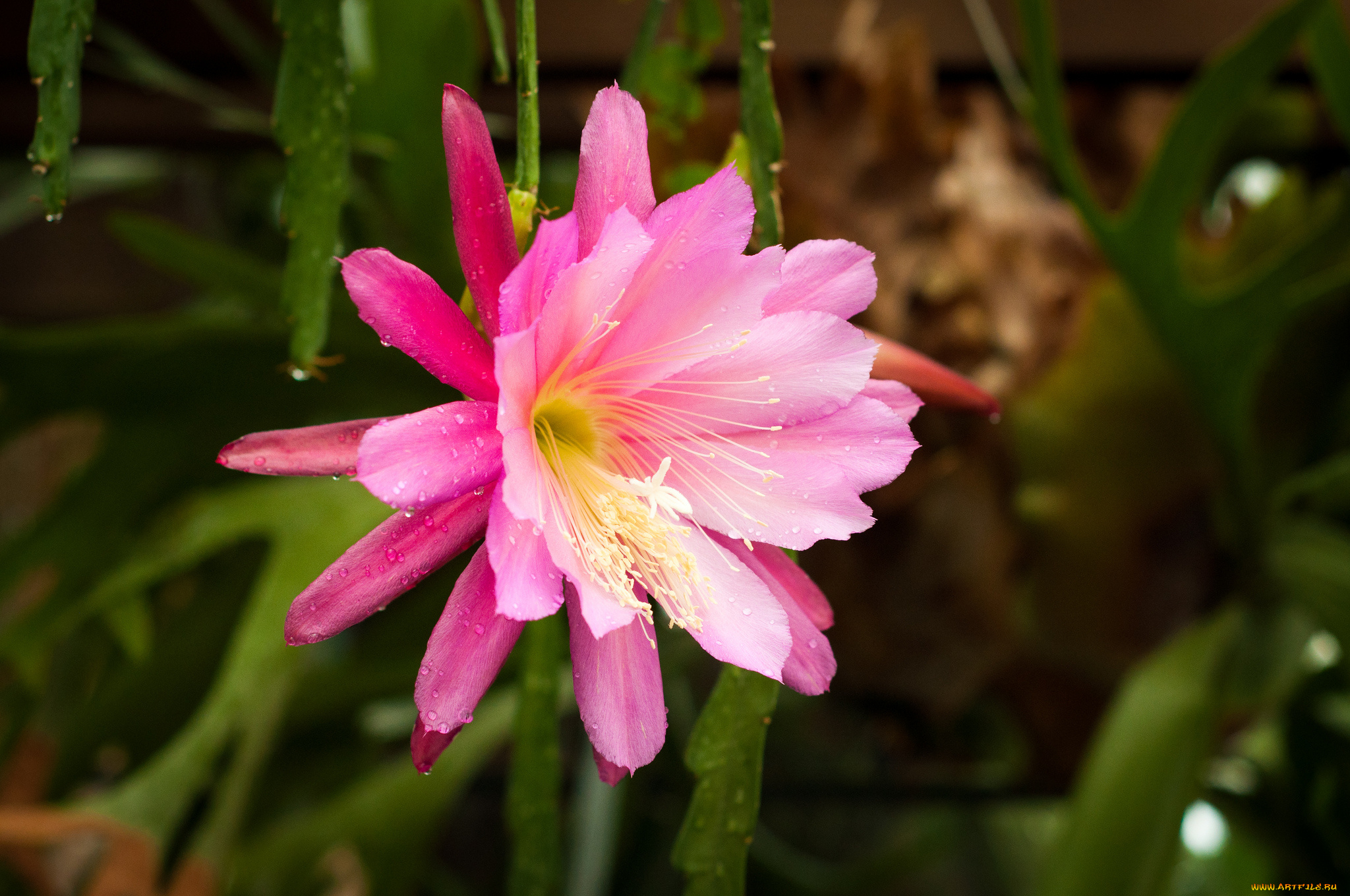 цветы, кактусы, эпифиллум