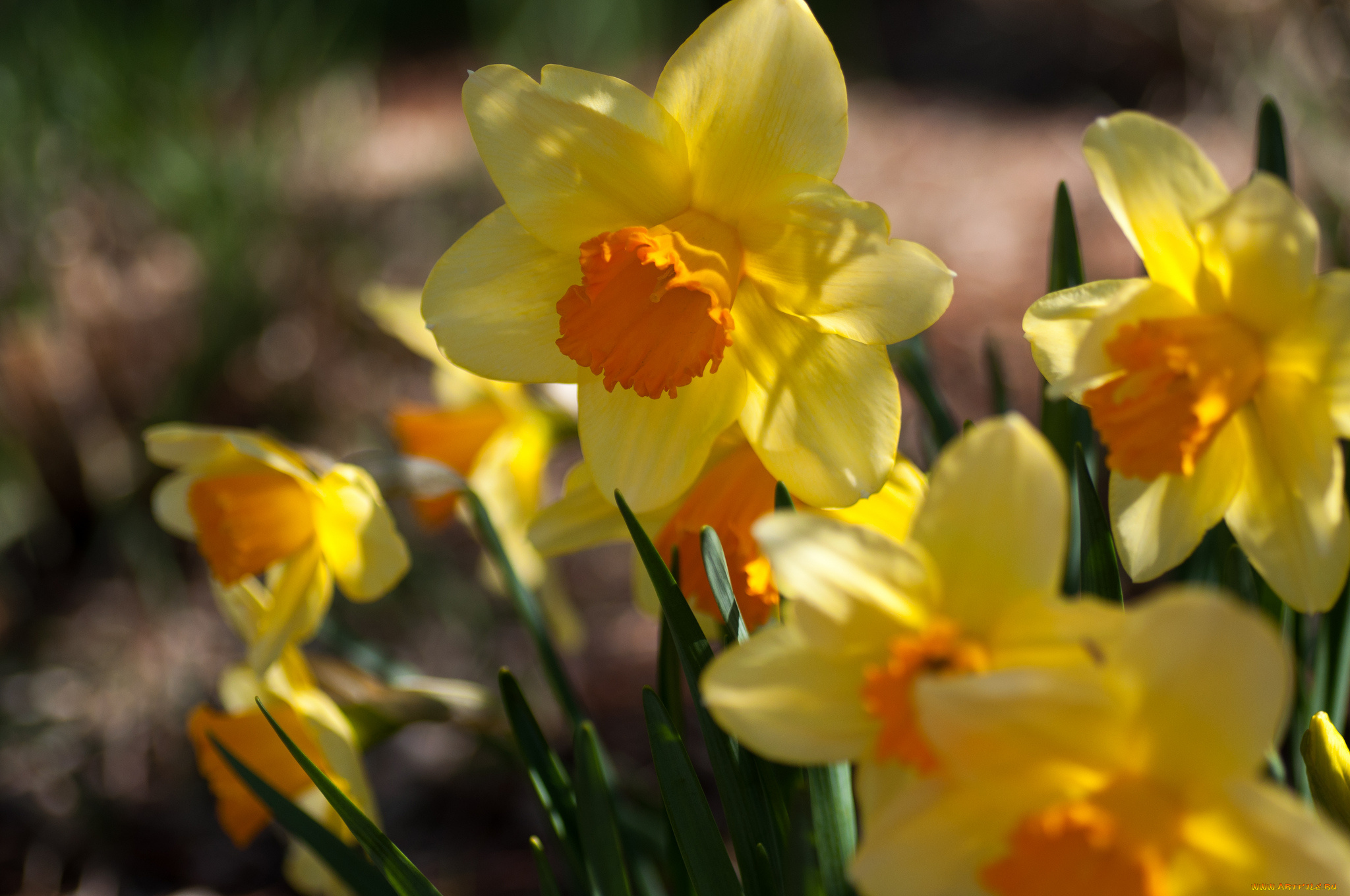 цветы, нарциссы, жёлтые