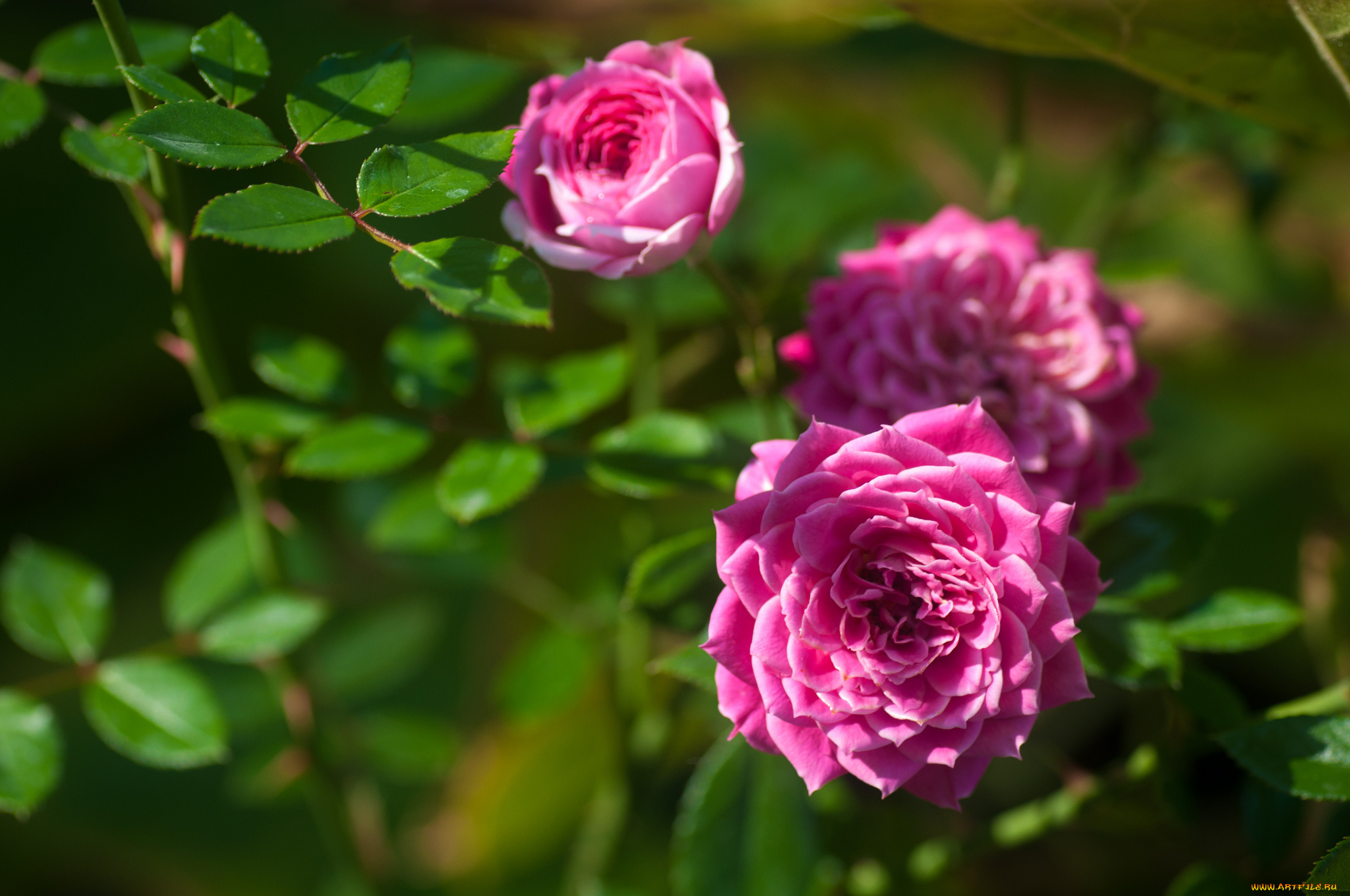 цветы, розы, листья